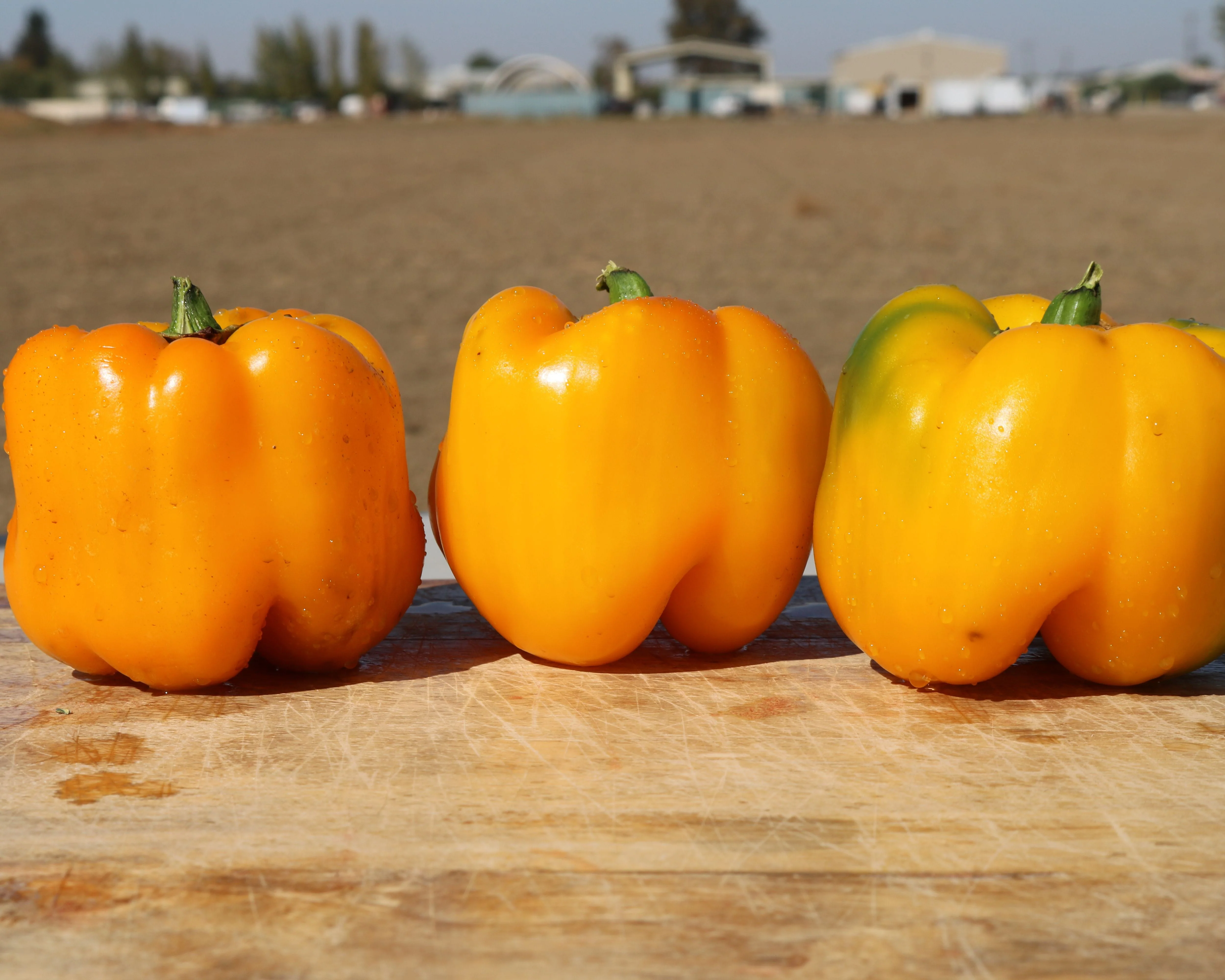 Early Sunsation Hybrid Bell Pepper Seeds - Image 2