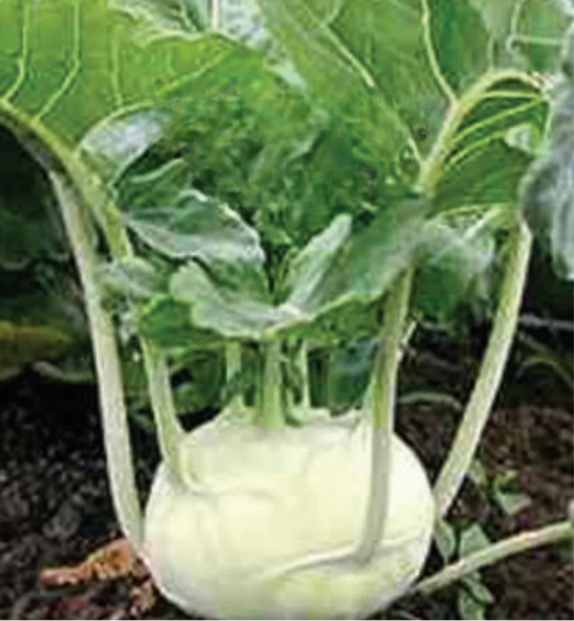 Early White Vienna Kohlrabi Seeds - Image 2