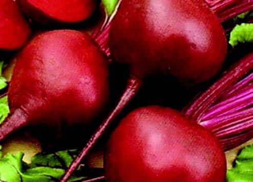 Early Wonder Beet Seeds - Image 2