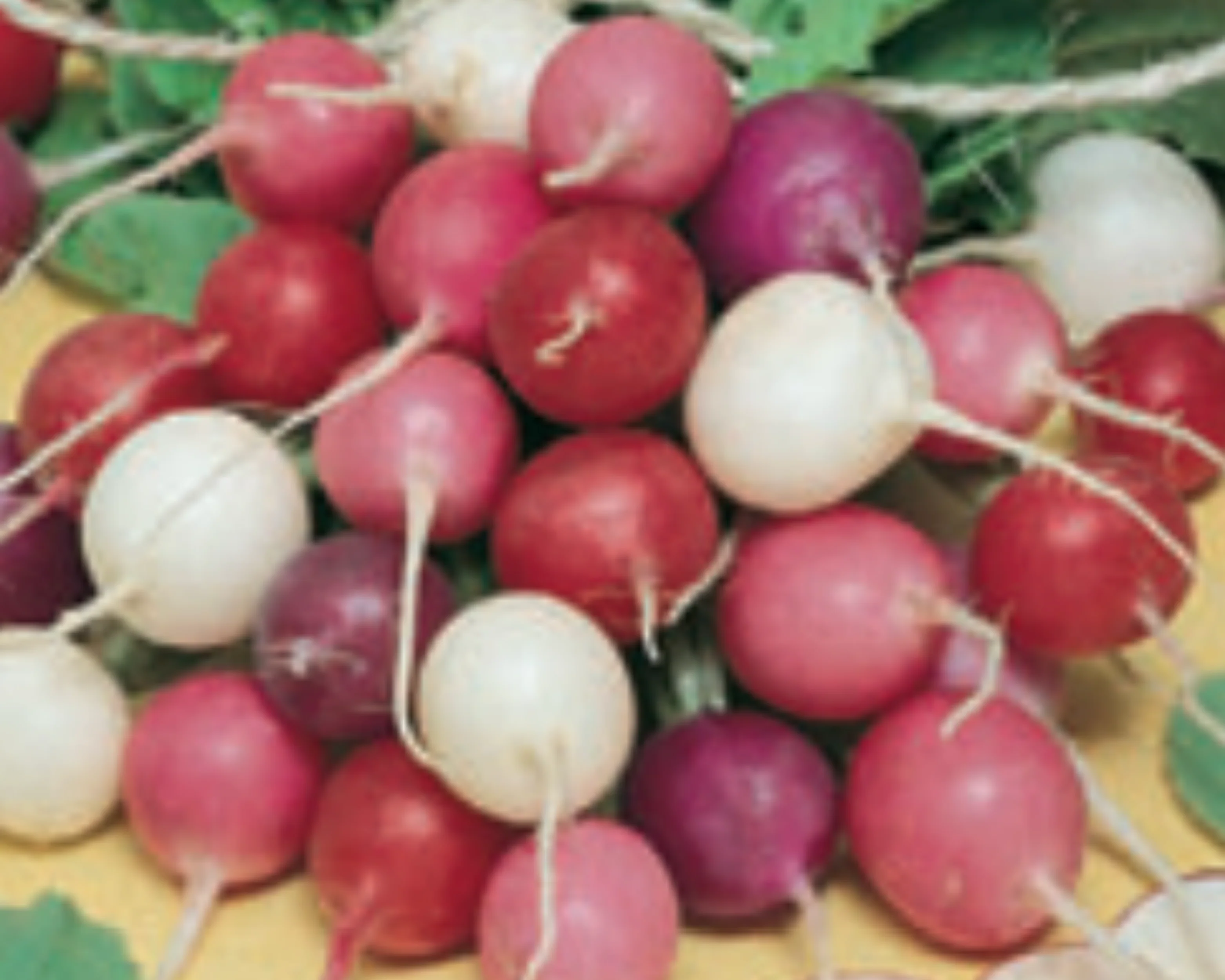 Easter Egg Blend Radish Seeds - Image 2