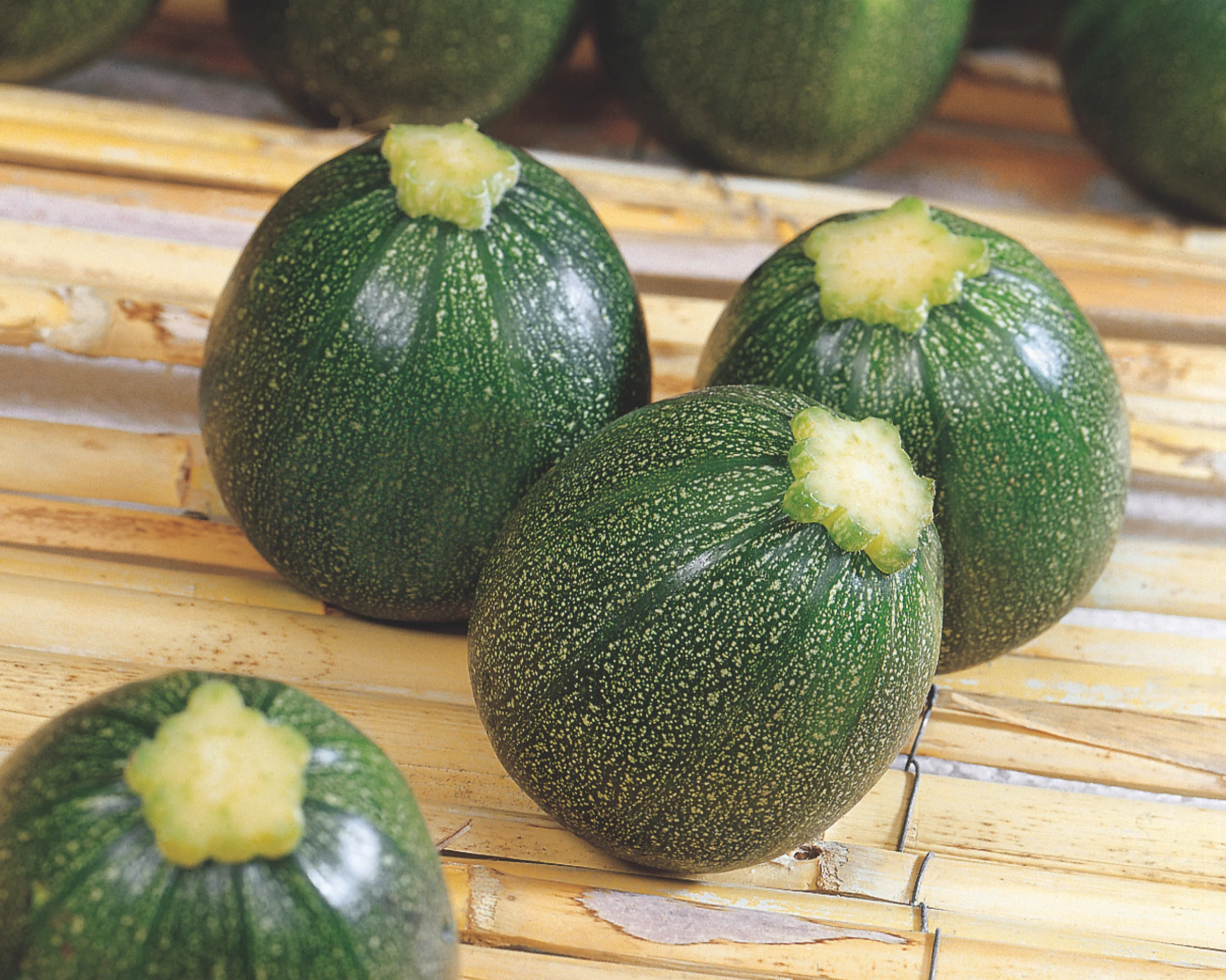 Eight Ball Hybrid Zucchini Squash Seeds - Image 2