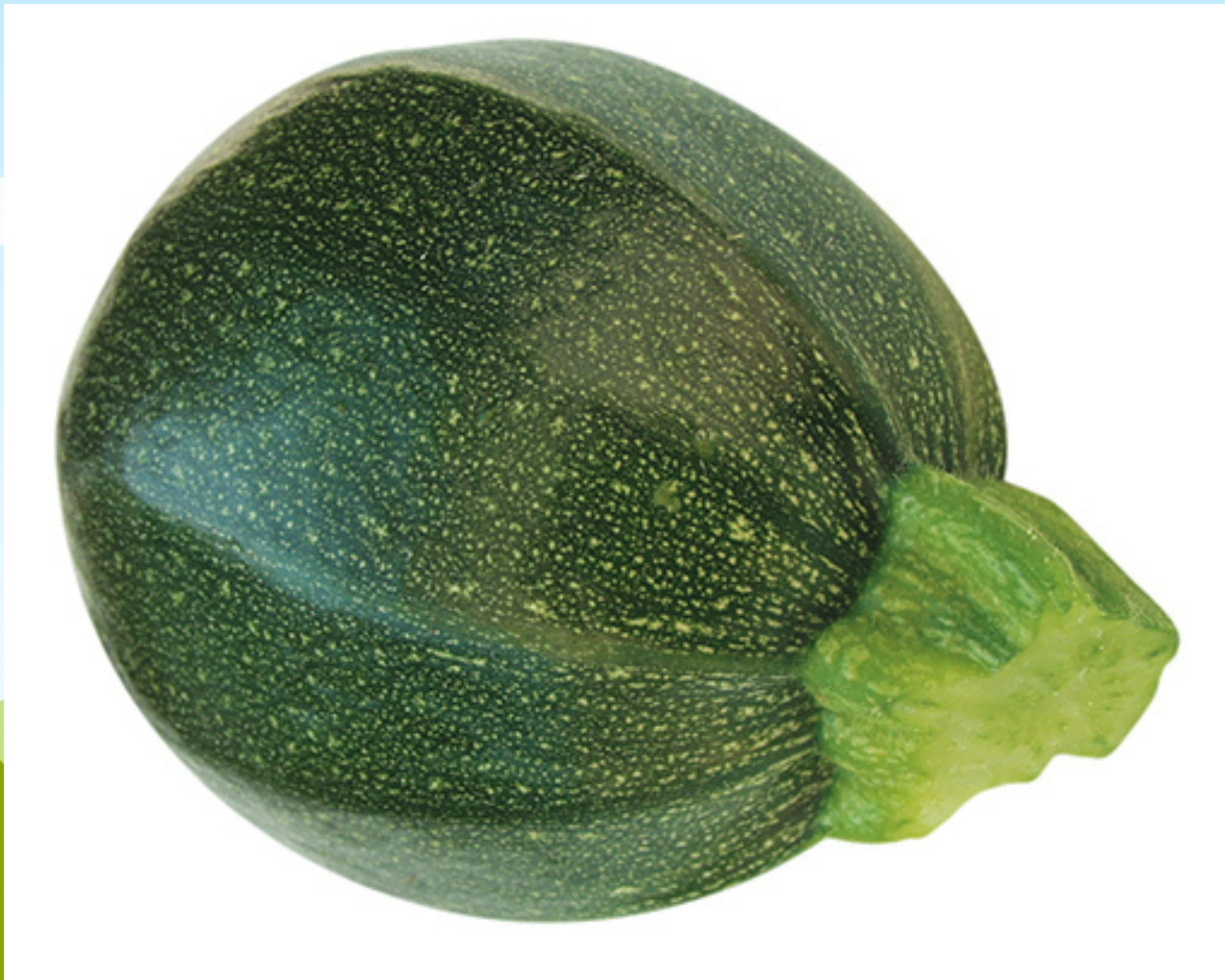 Eight Ball Hybrid Zucchini Squash Seeds - Image 3