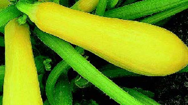 Enterprise Hybrid Squash Seeds - Image 3