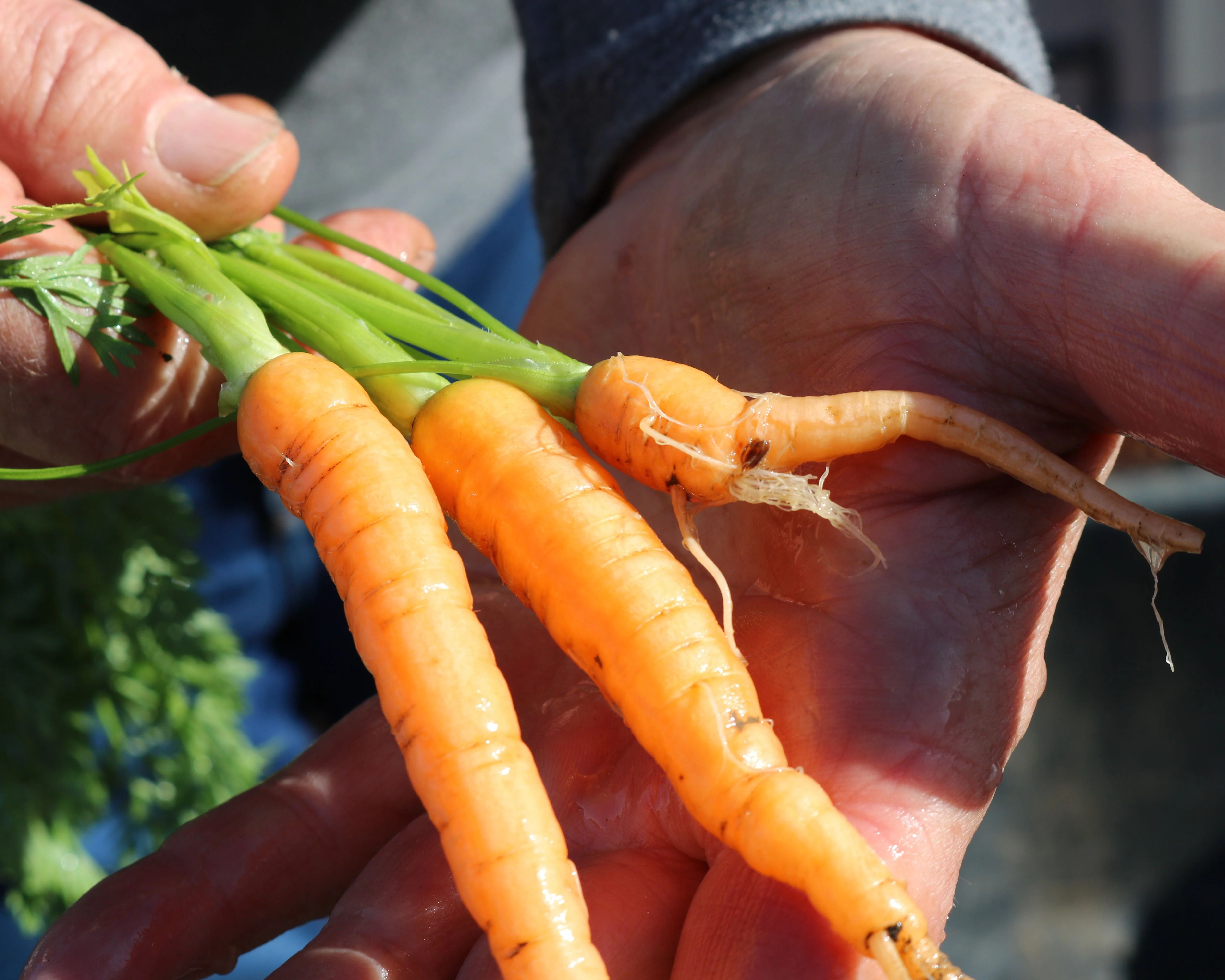 Envy Hybrid Carrot Seeds - Image 3