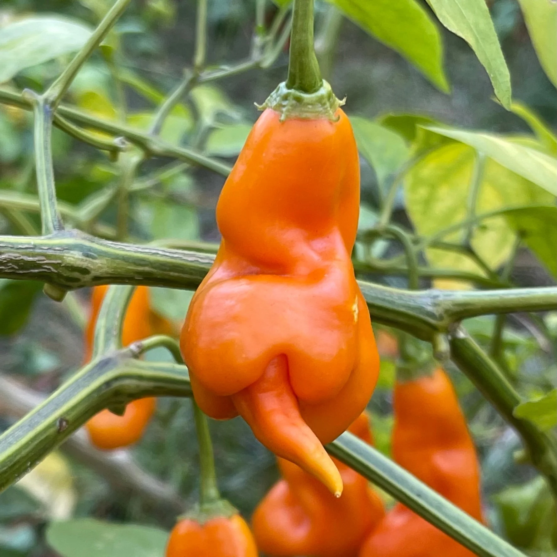 Erotico Orange - Seeds - Image 3
