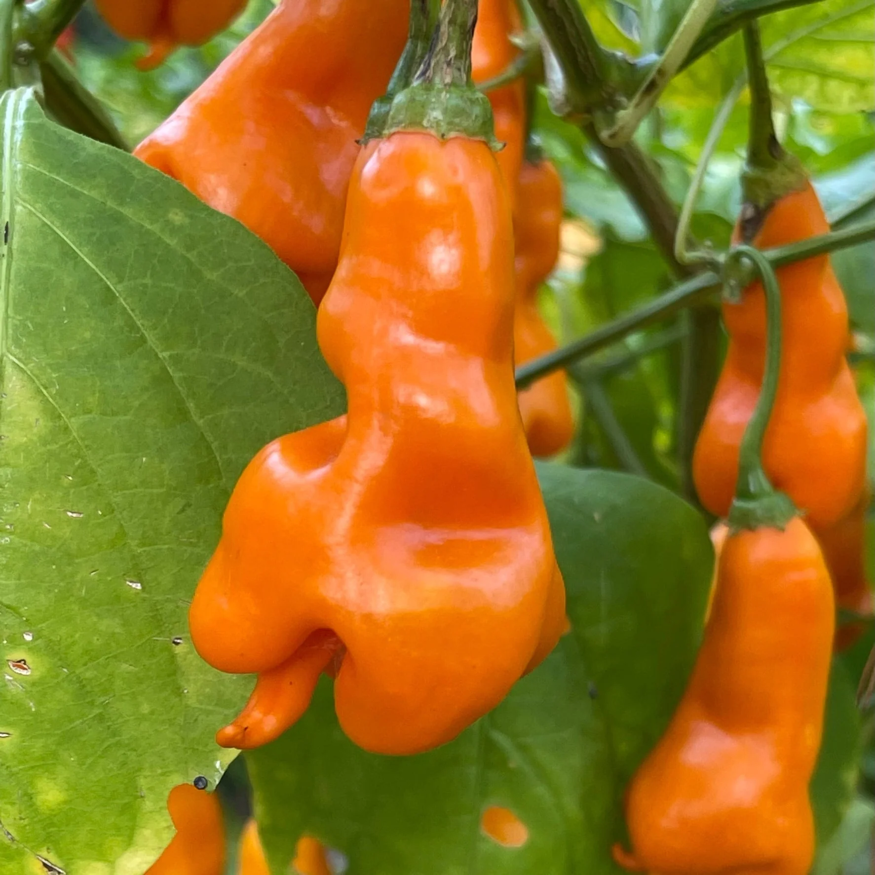 Erotico Orange - Seeds - Image 4