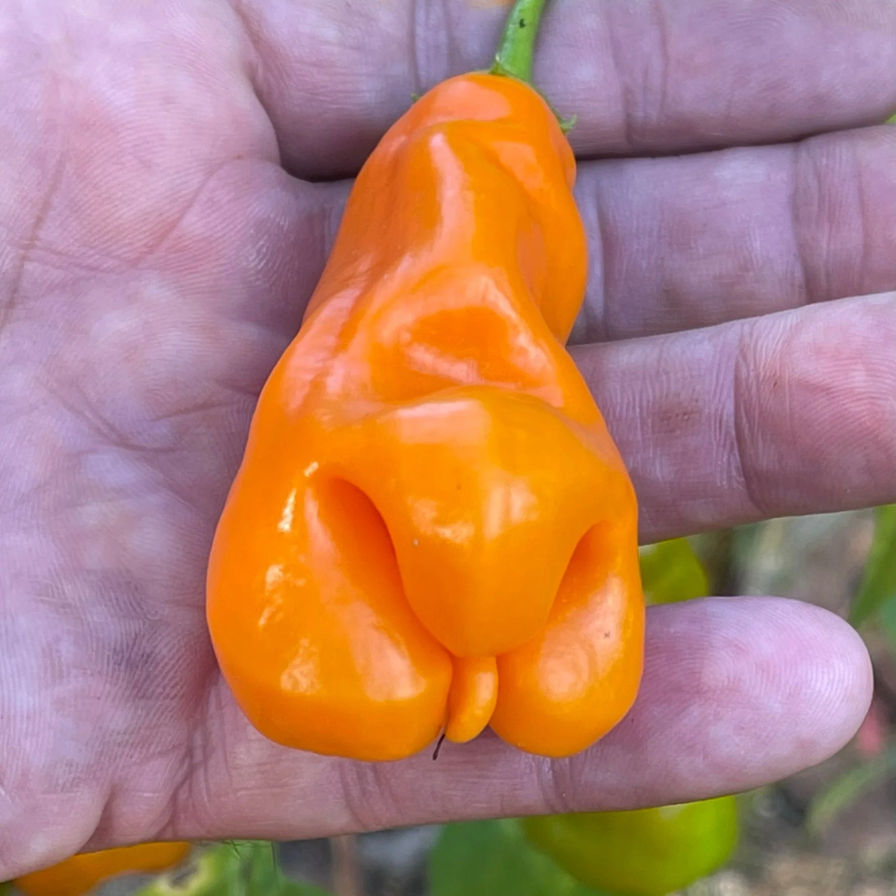 Erotico Orange - Seeds - Image 5