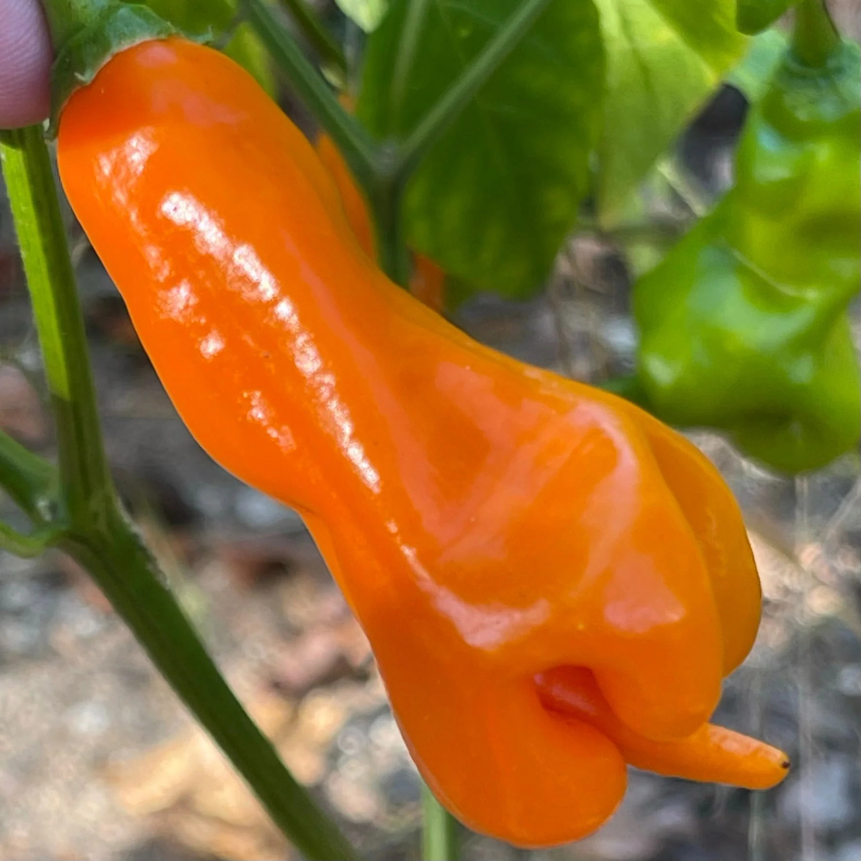 Erotico Orange - Seeds - Image 6
