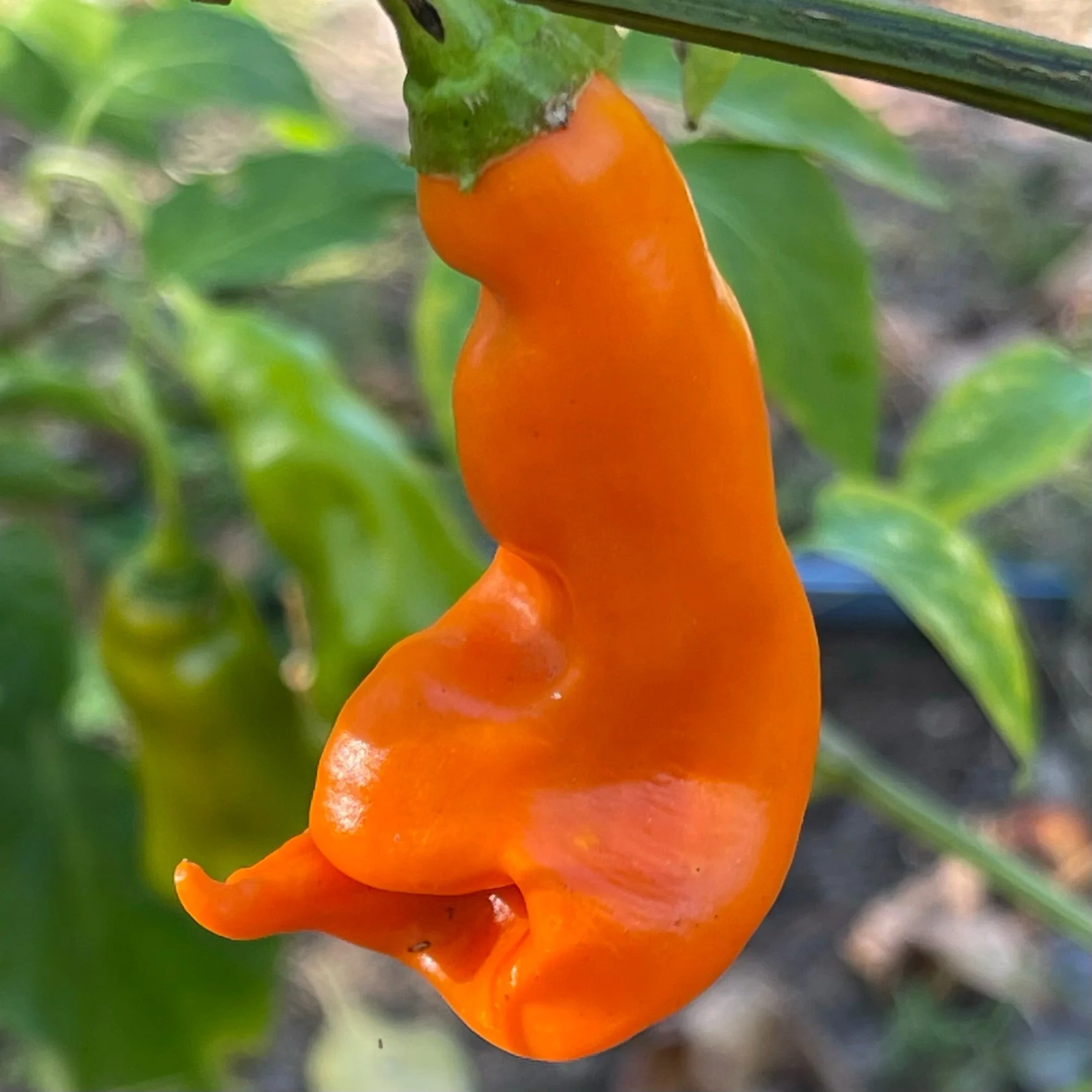 Erotico Orange - Seeds - Image 7