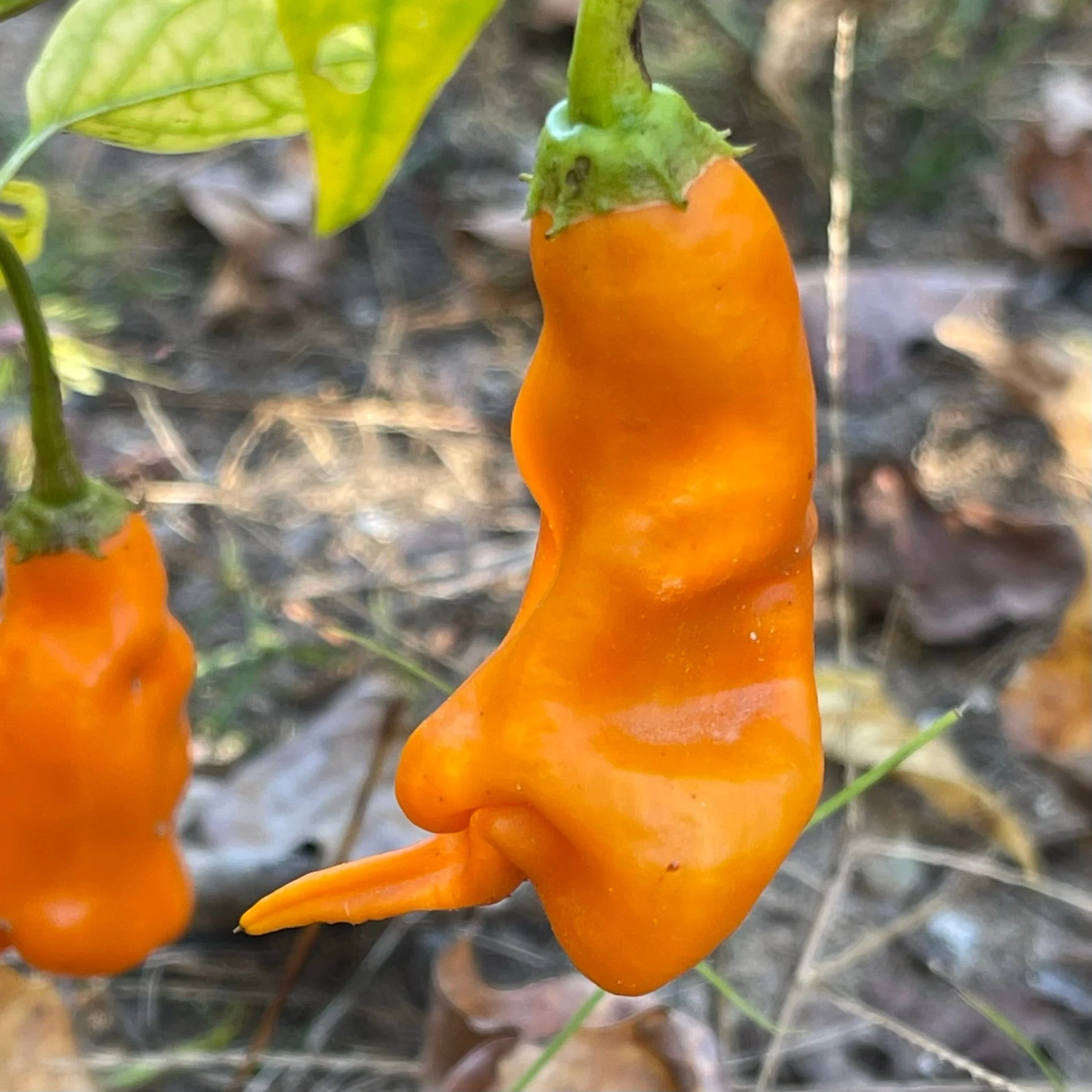 Erotico Orange - Seeds - Image 8