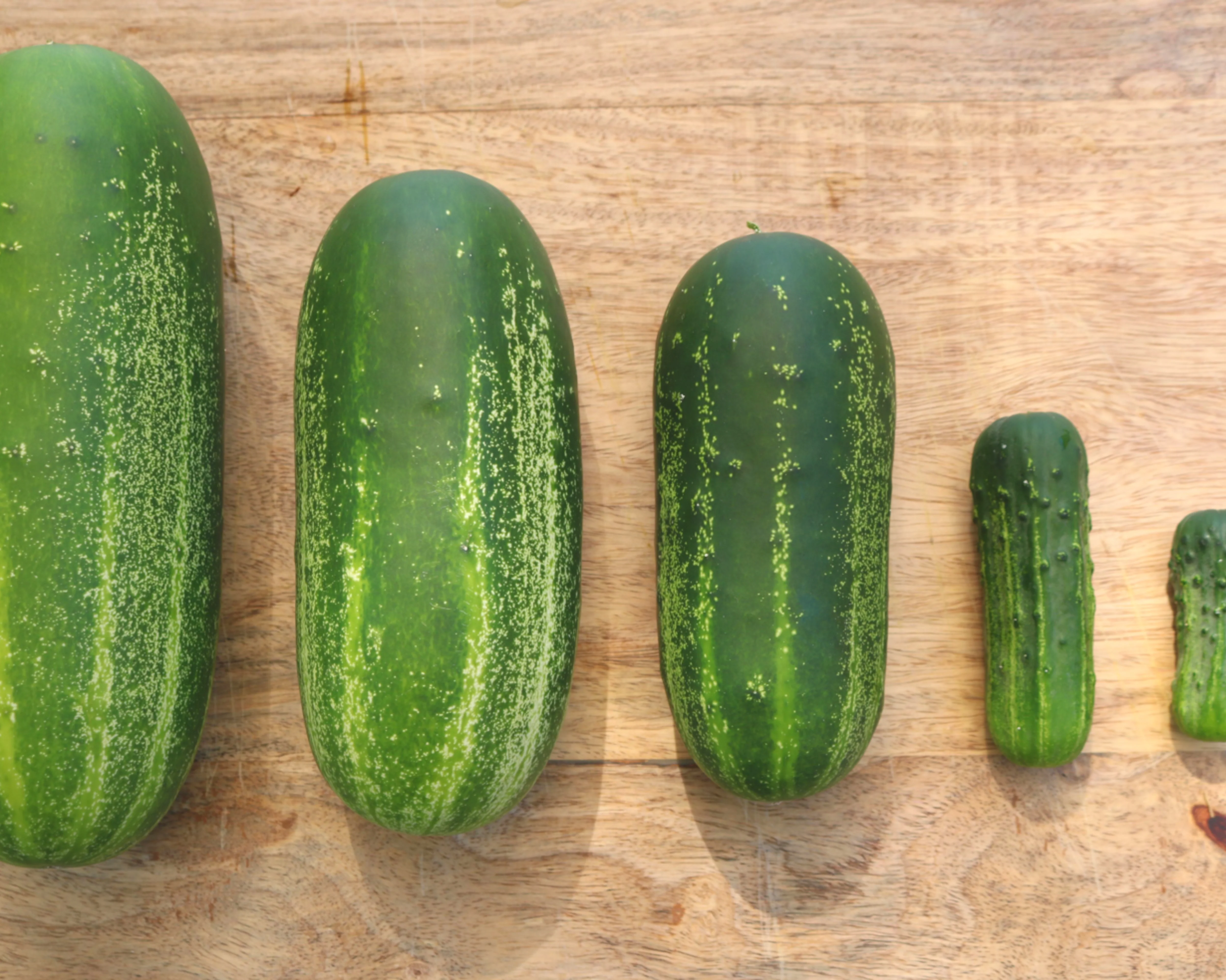 Eureka Hybrid Cucumber Seeds - Image 2
