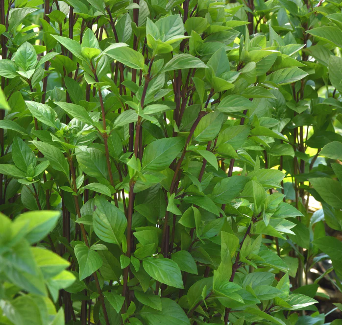 Everleaf Emerald Towers Basil Seeds - Image 2