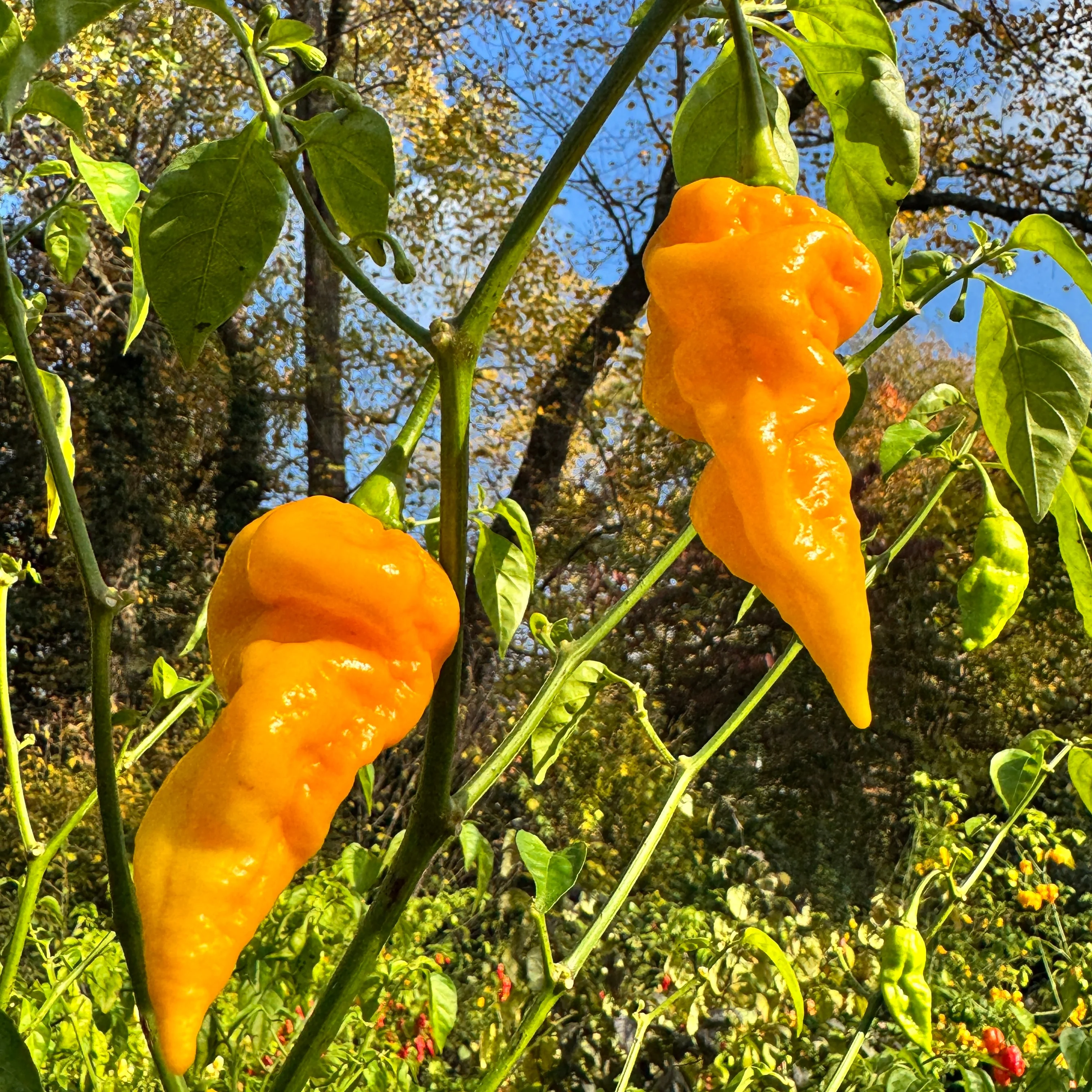 Faddas Big Yellow - Seeds - Image 2