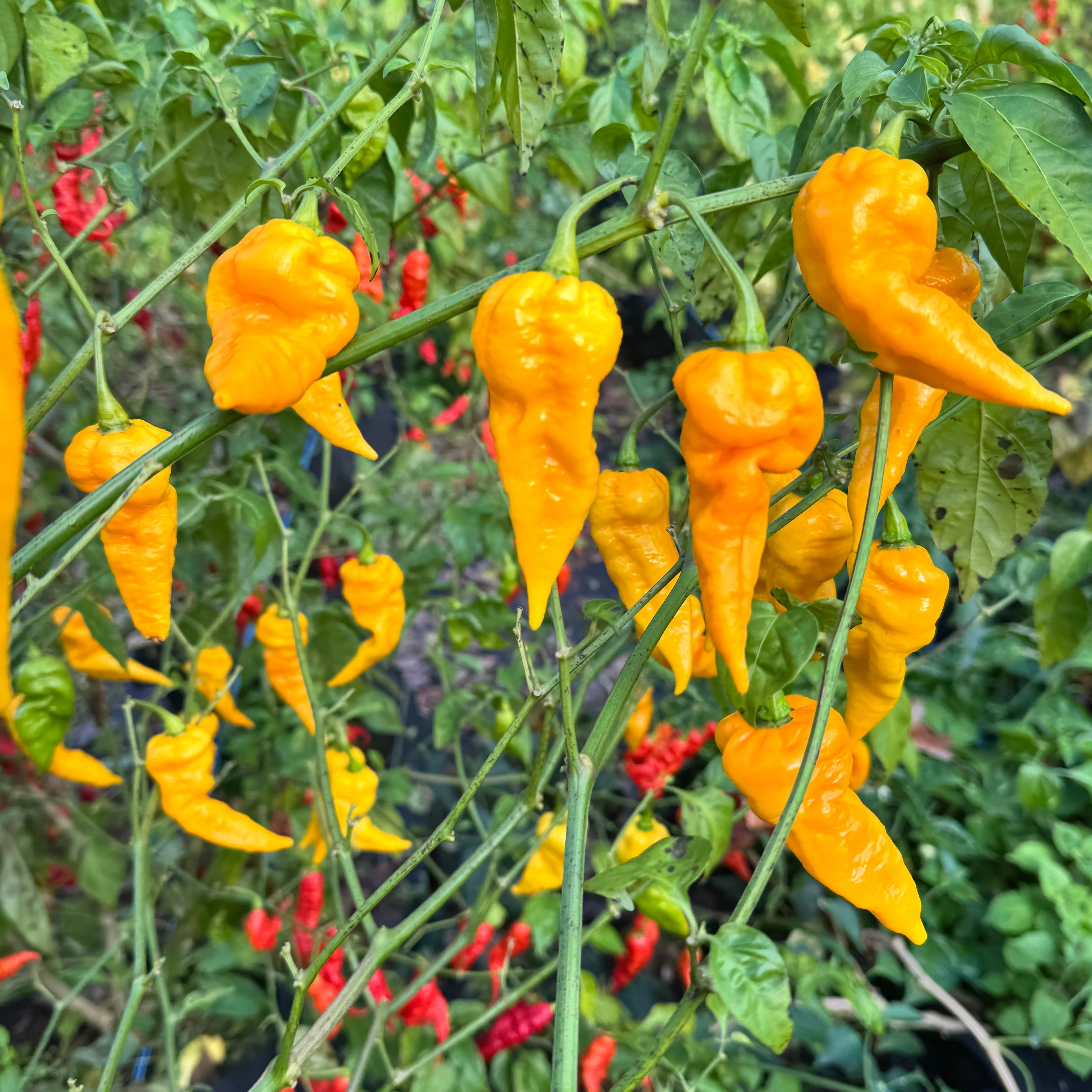 Faddas Big Yellow - Seeds - Image 6