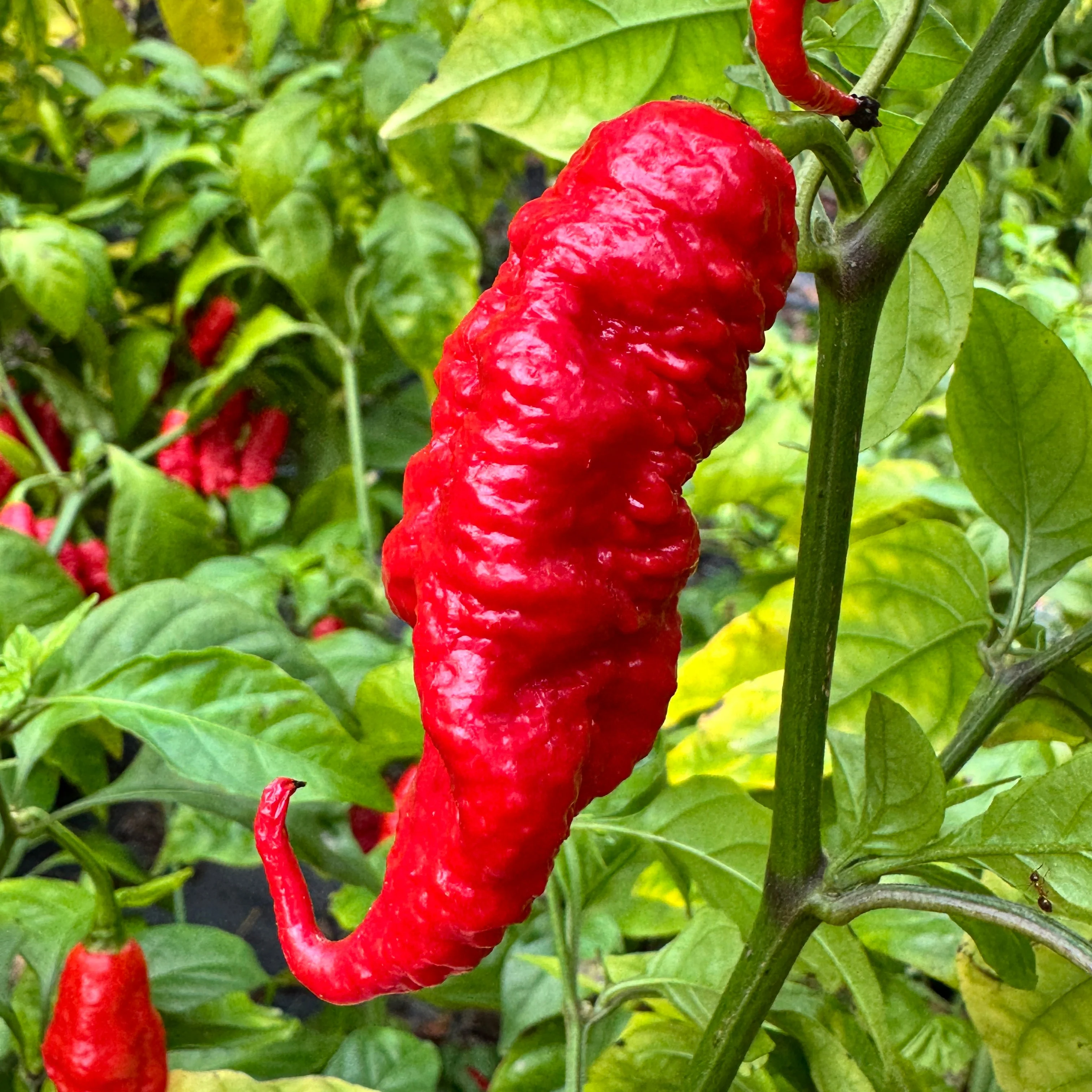 Faddas Poison Tail Red - Seeds - Image 2