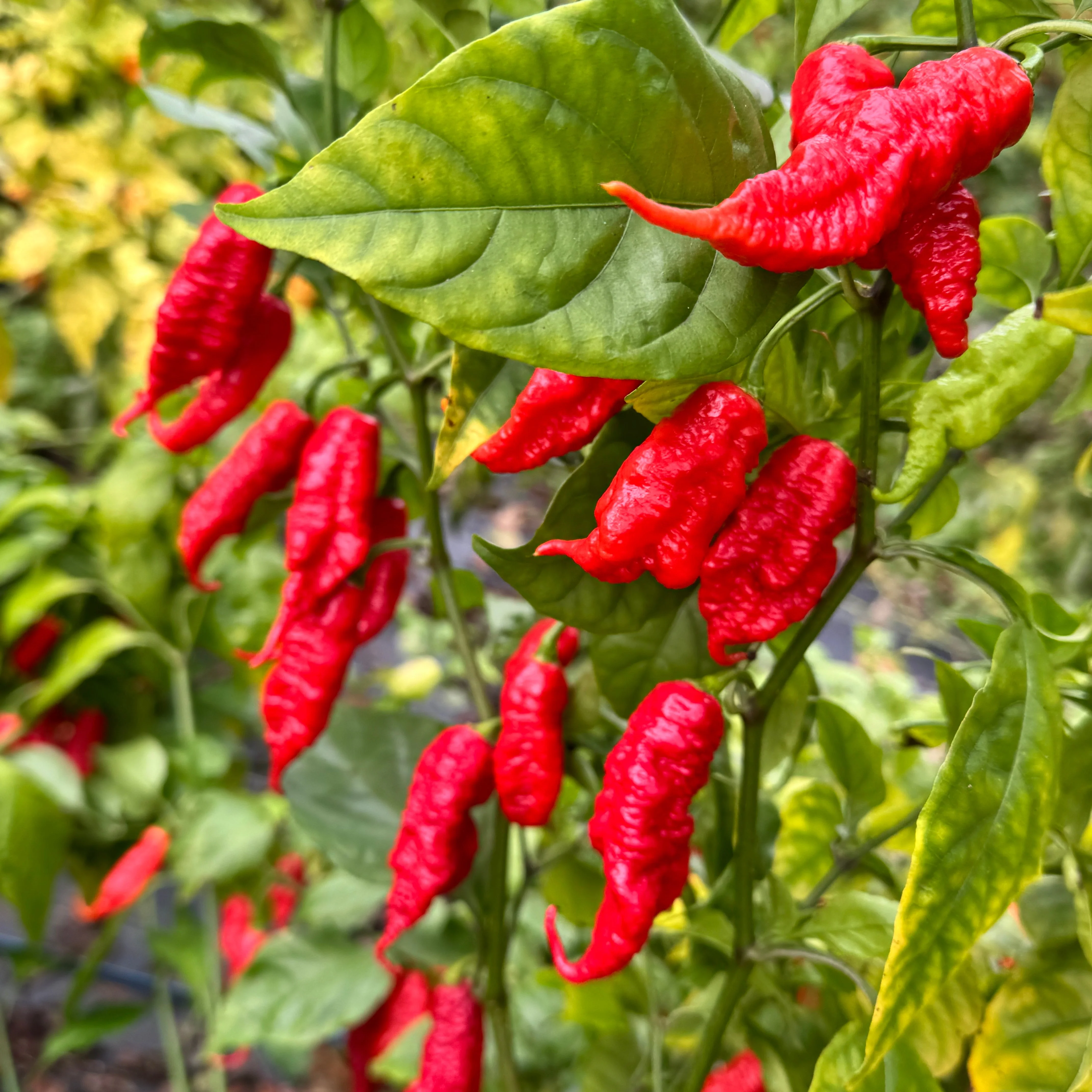 Faddas Poison Tail Red - Seeds - Image 3