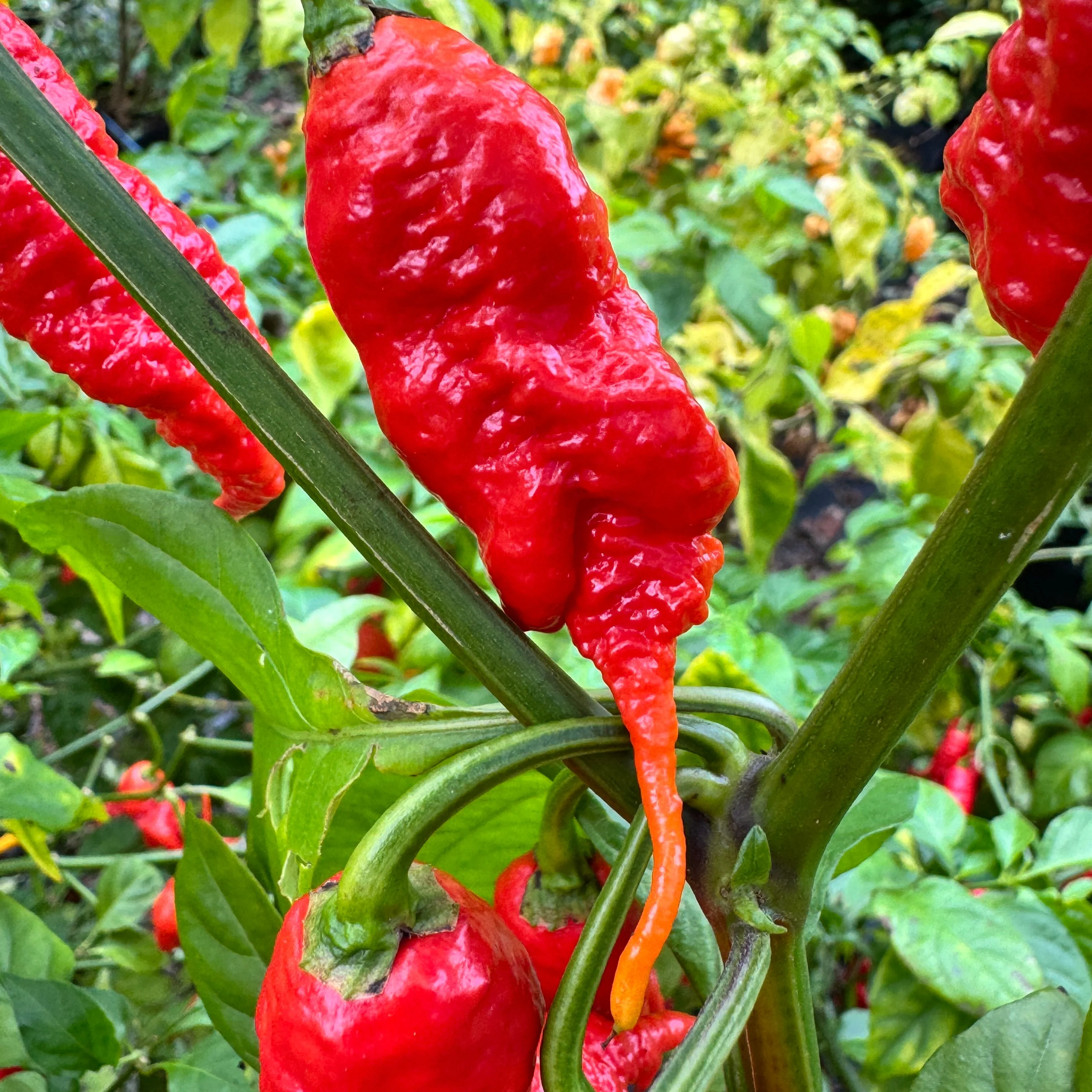 Faddas Poison Tail Red - Seeds - Image 4