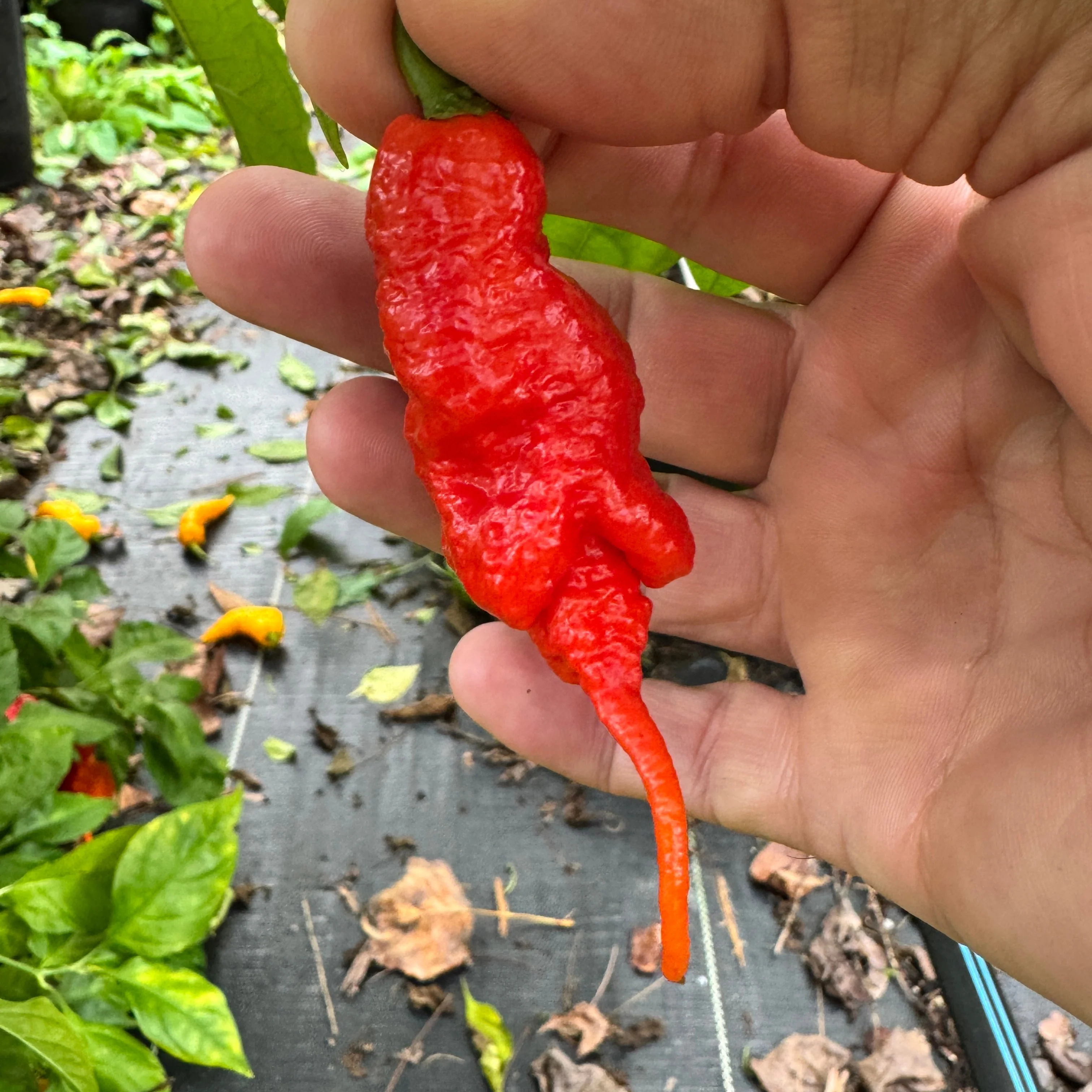 Faddas Poison Tail Red - Seeds - Image 5