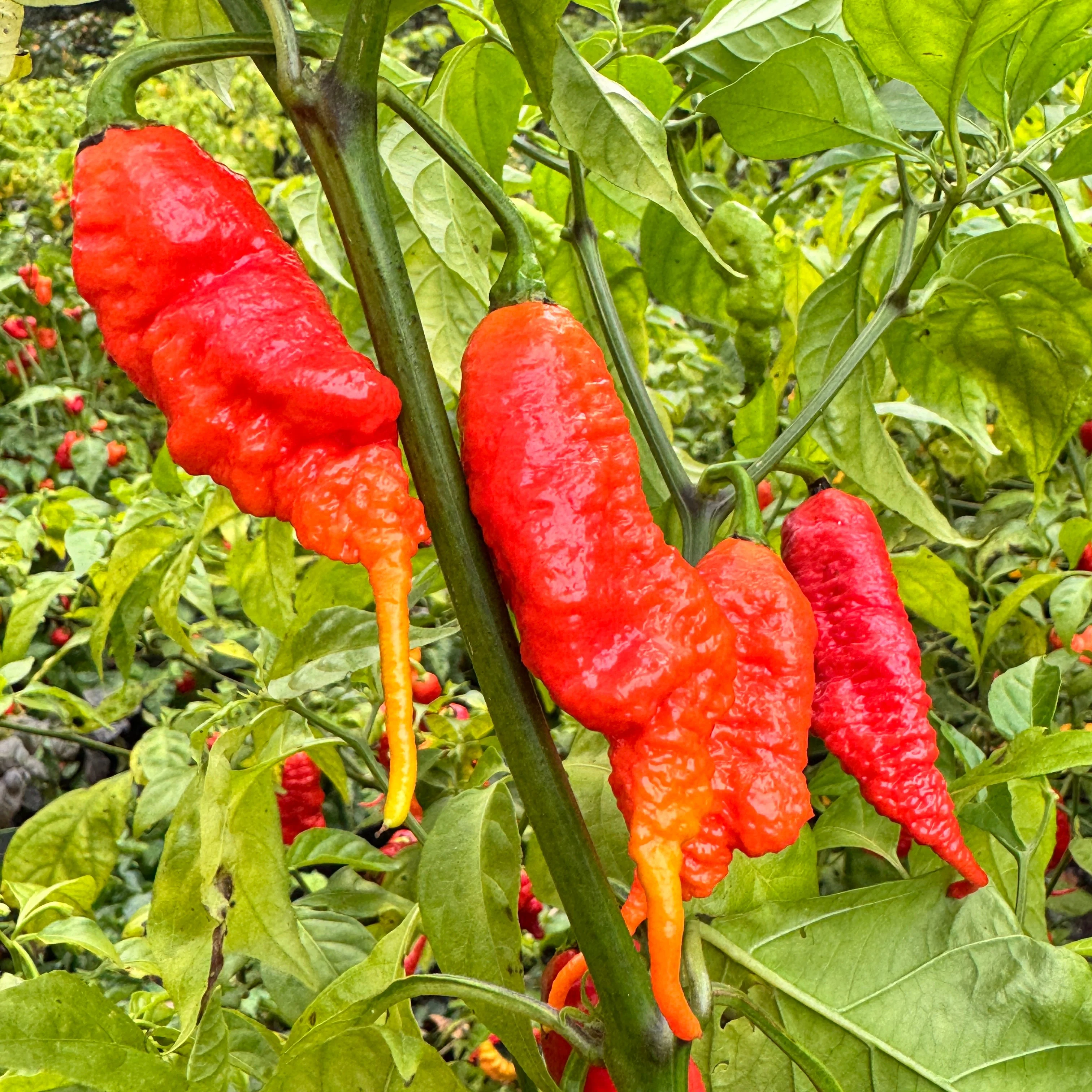 Faddas Poison Tail Red - Seeds - Image 6