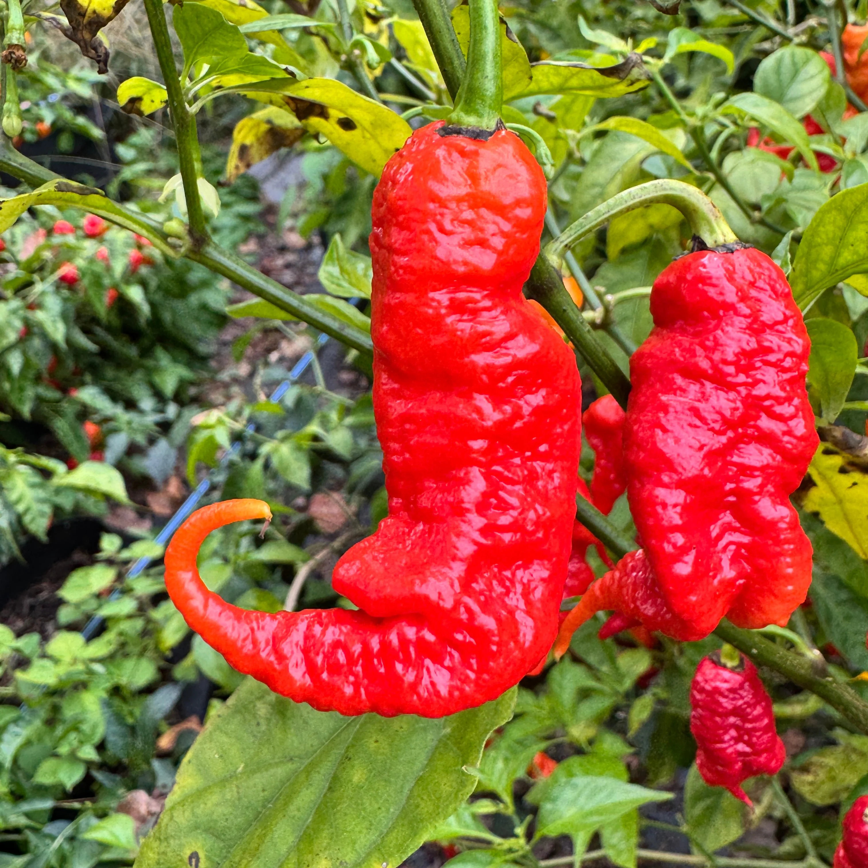 Faddas Poison Tail Red - Seeds - Image 7