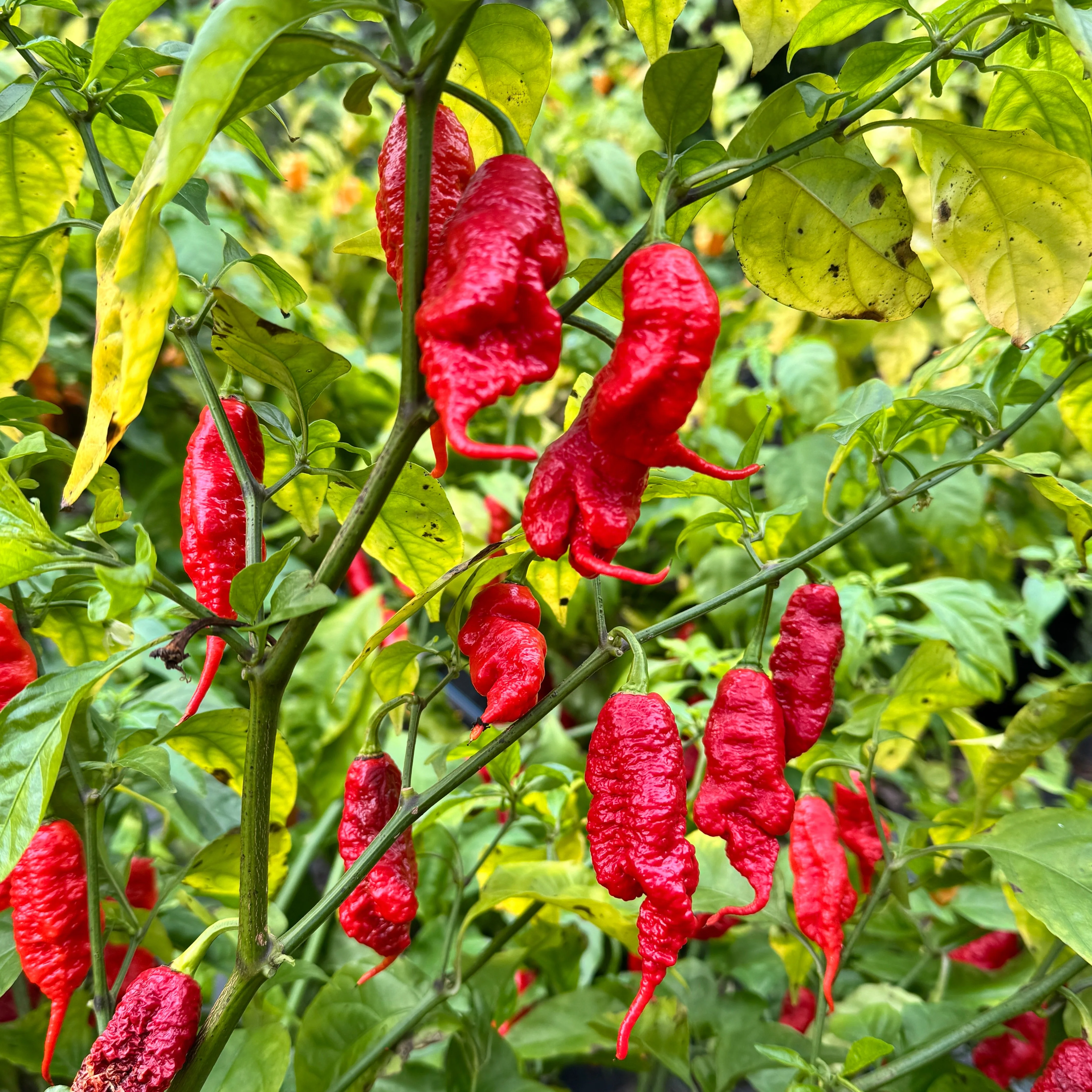 Faddas Poison Tail Red - Seeds - Image 8