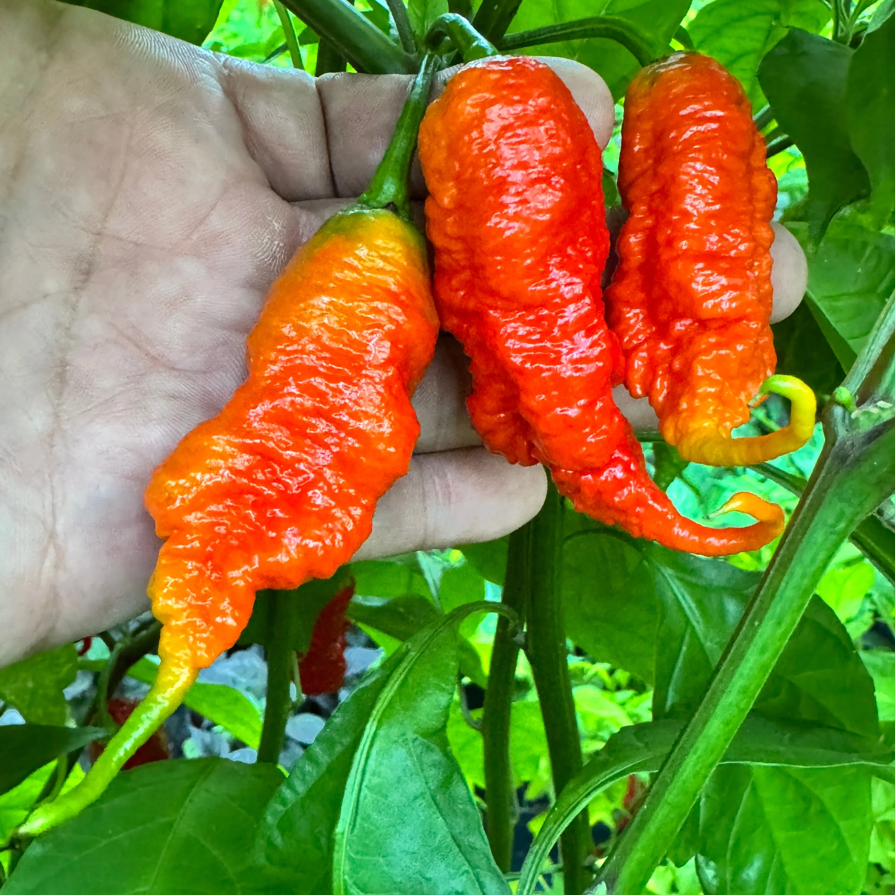 Faddas Poison Tail Red - Seeds - Image 9