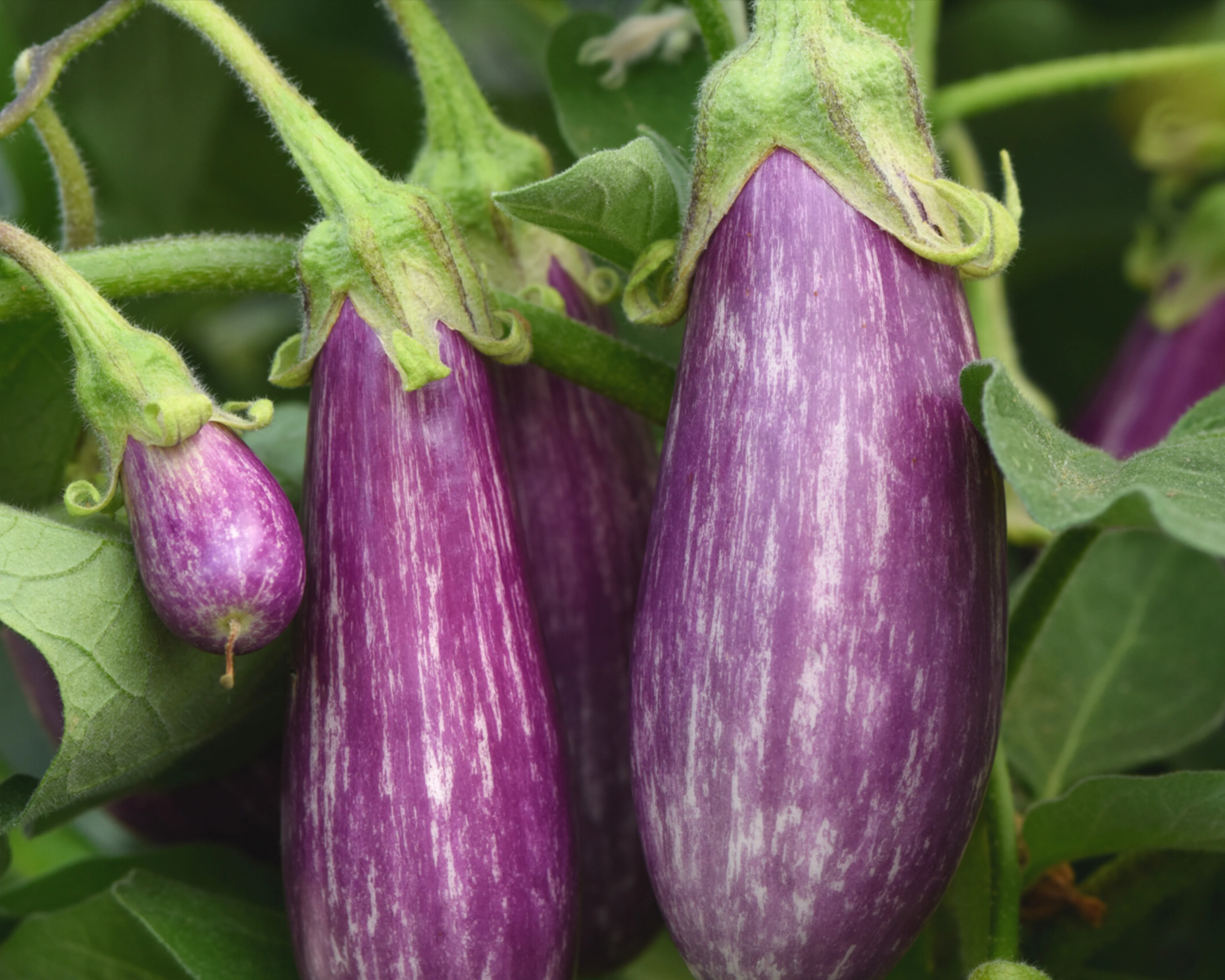 Fairy Tale Hybrid Eggplant Seeds - Image 2