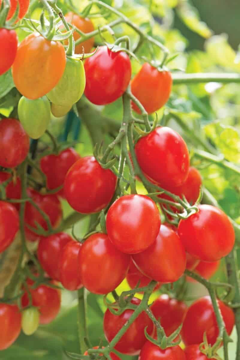 Fantastico Hybrid Tomato Seeds - Image 2