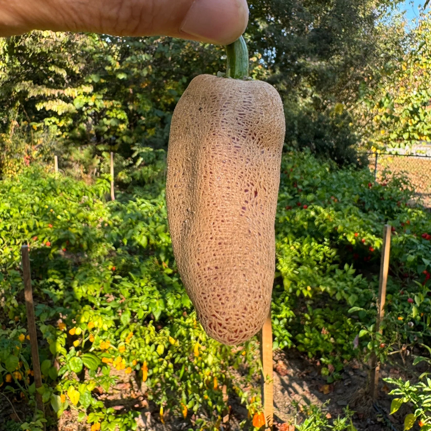 Farmers Market Jalapeno - Seeds - Image 2