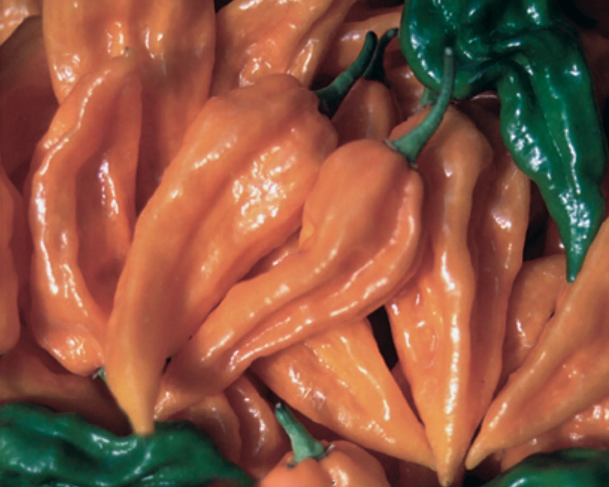 Fatalii Hot Pepper Seeds - Image 2