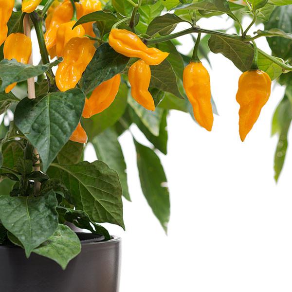 Fatalii Pepper Seeds - Image 3