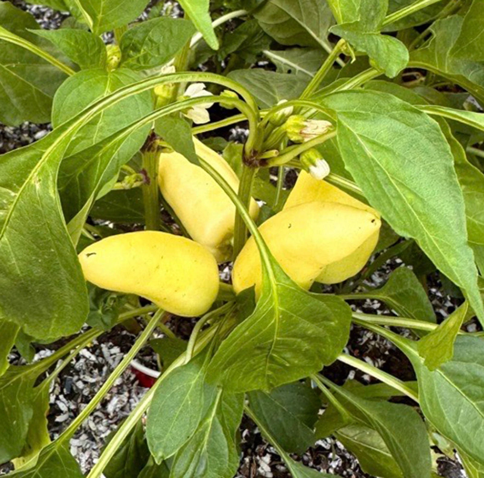 Feher Ozon Paprika Pepper Seeds - Image 2