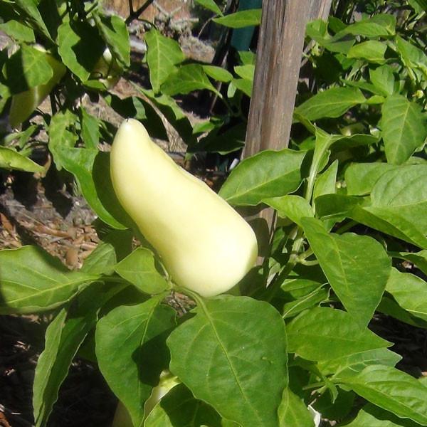Feher Ozon Paprika Pepper Seeds - Image 3
