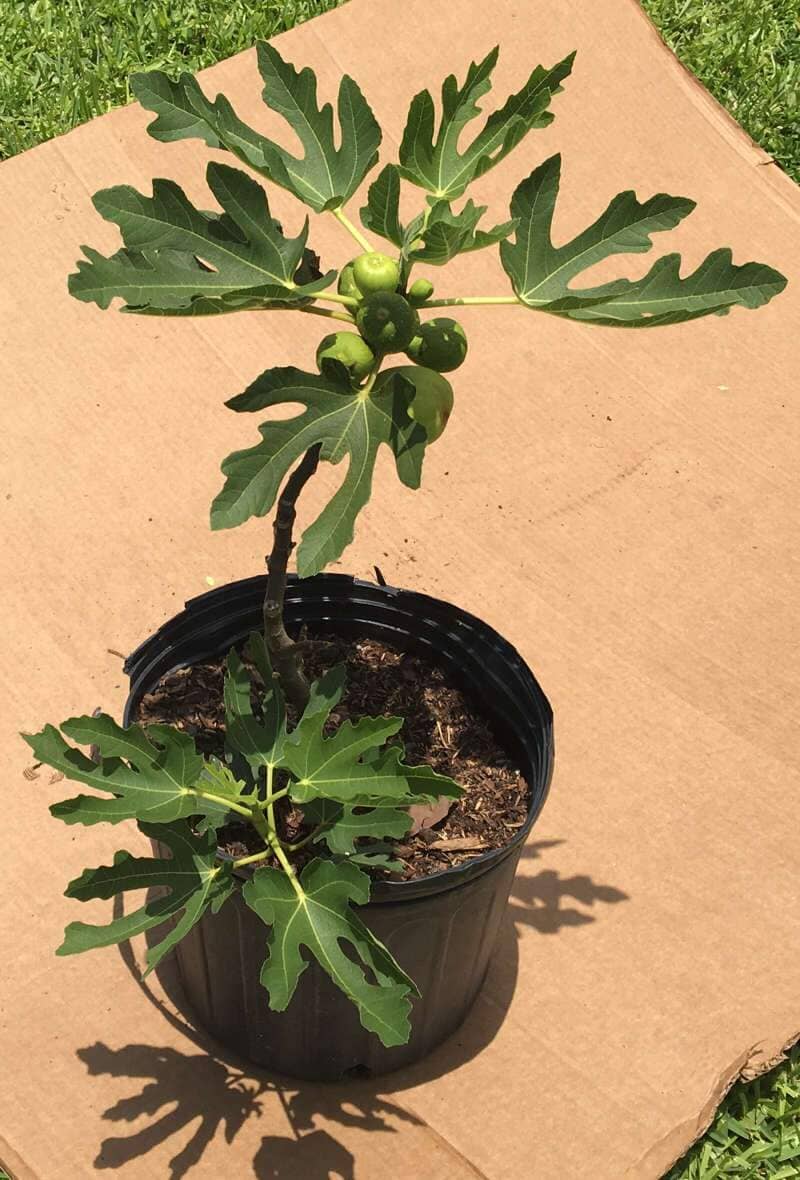 Fignomenal Fig Dwarf Tree for Small Spaces - Image 2