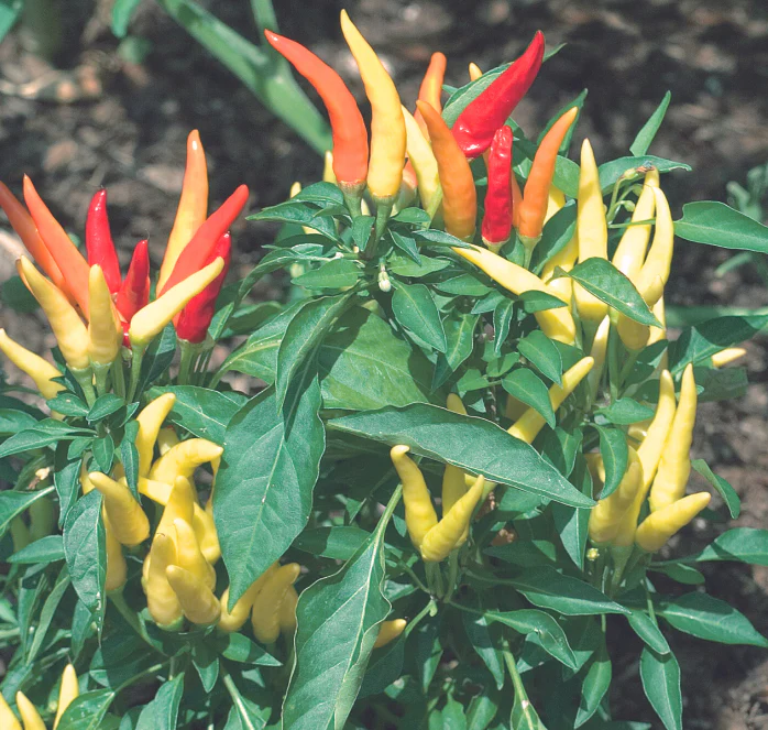 Fire and Ice Ornamental Pepper Seeds - Image 2