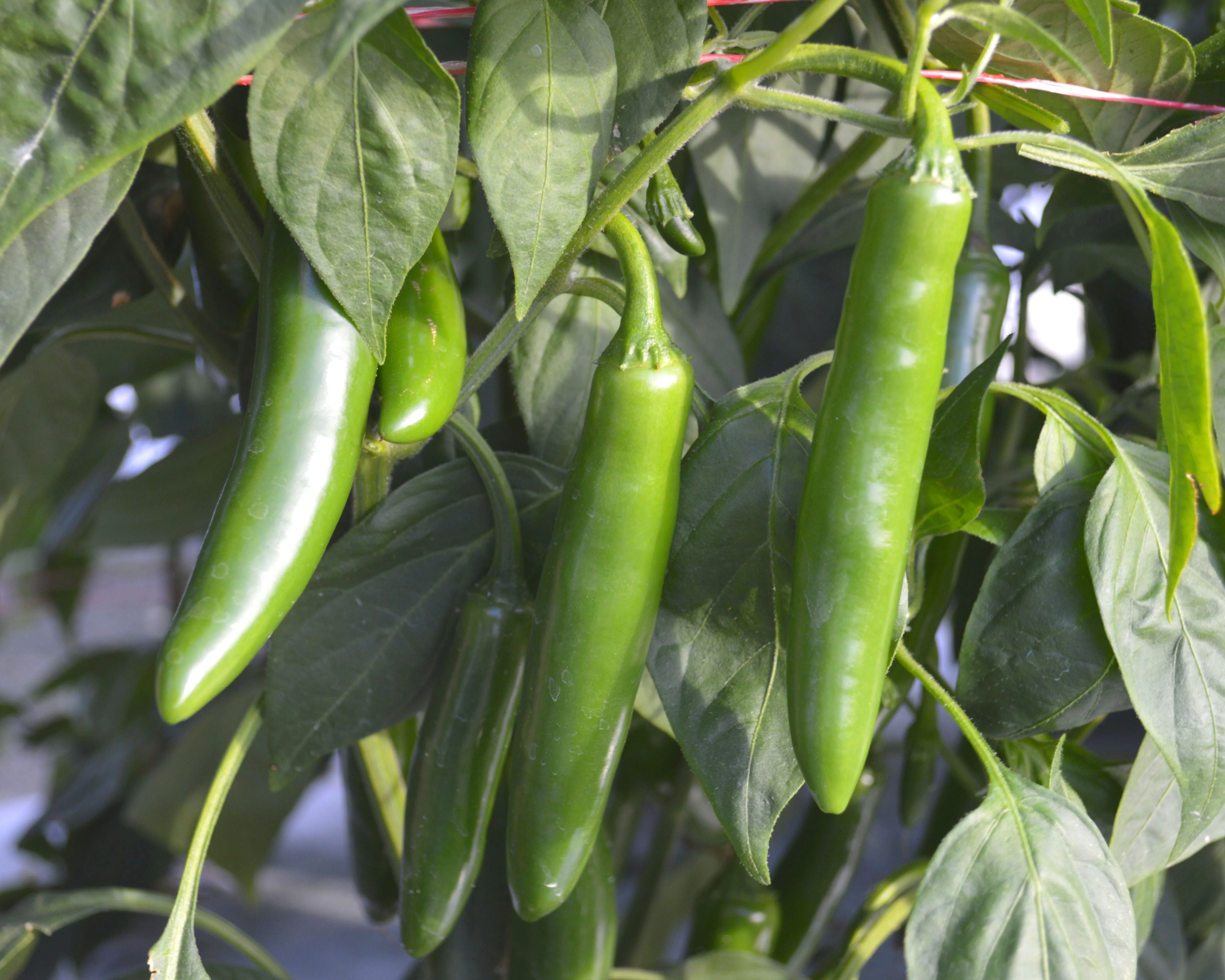 Flaming Jade Hybrid Pepper - Image 3