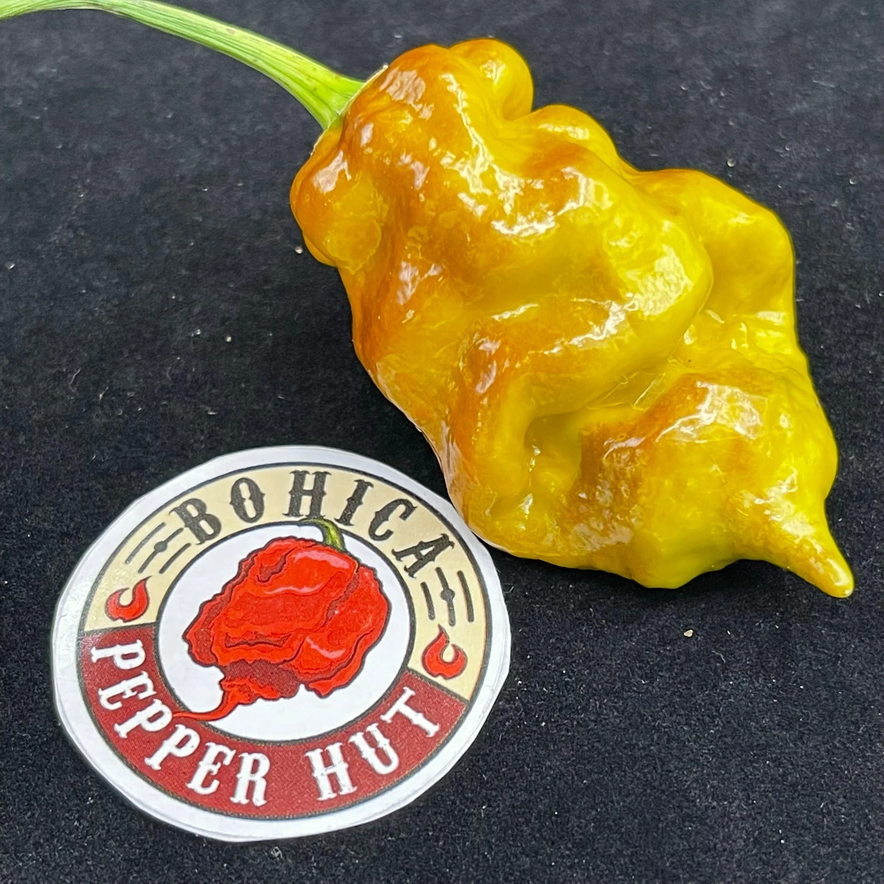 Flaming Nougat - Seeds - Image 2