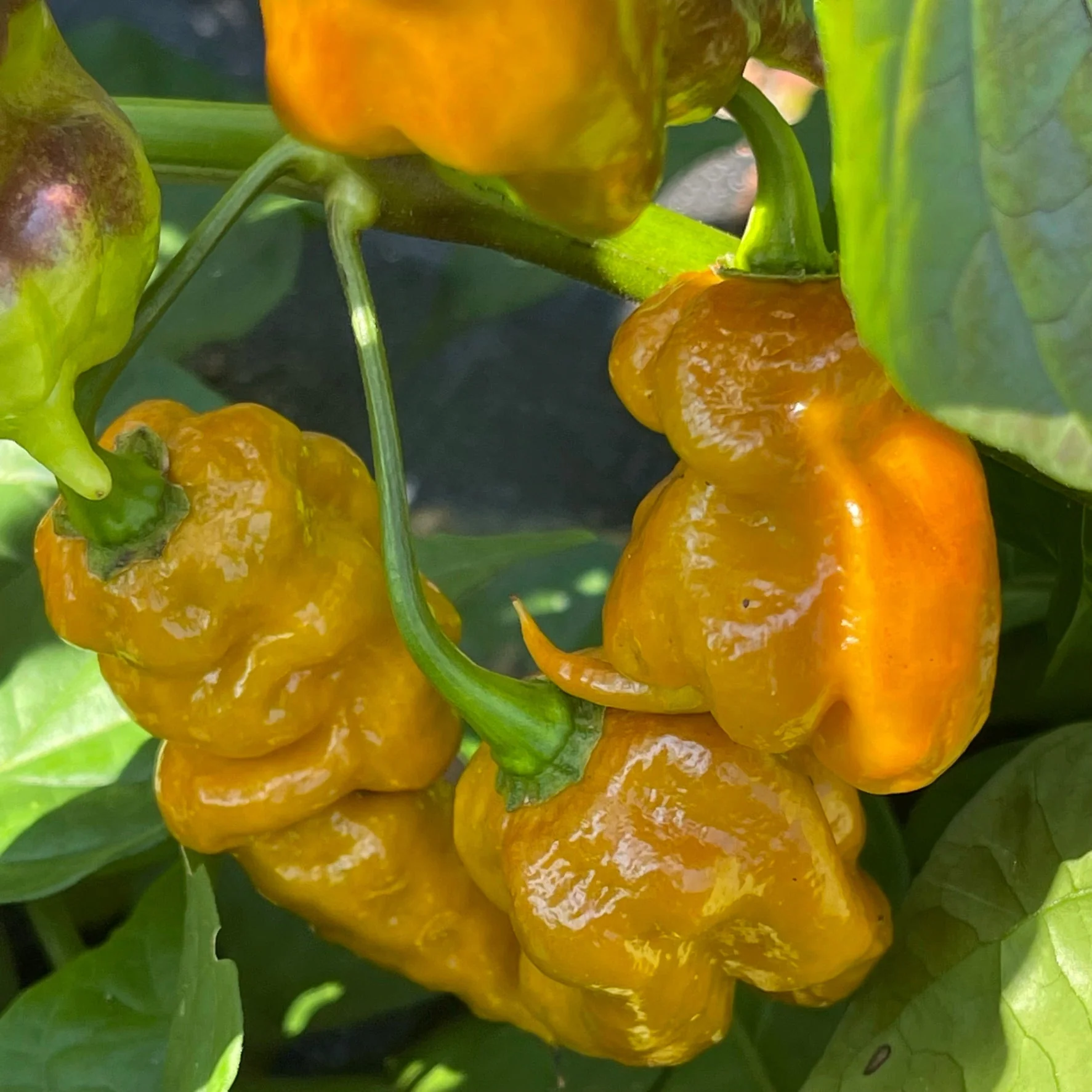 Flaming Nougat - Seeds - Image 3