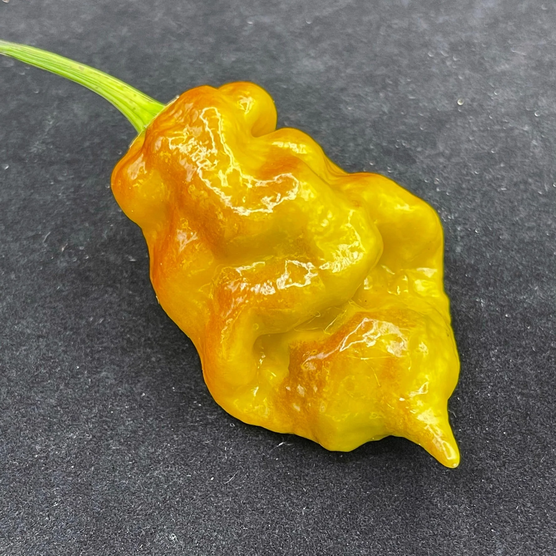 Flaming Nougat - Seeds - Image 4