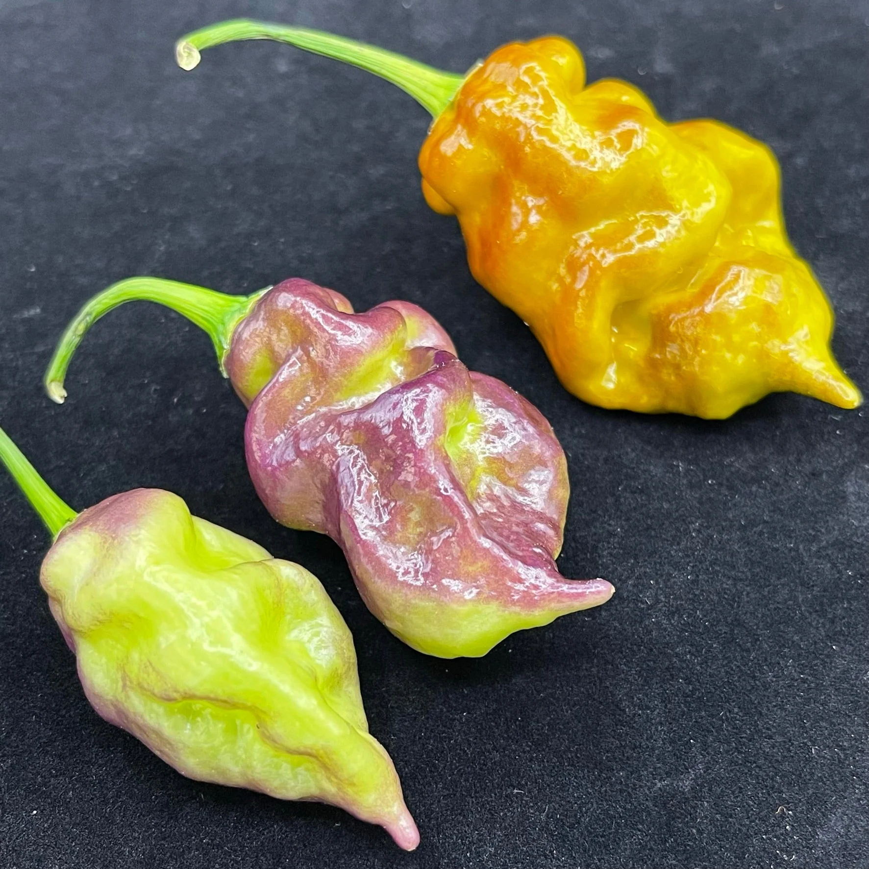 Flaming Nougat - Seeds - Image 5