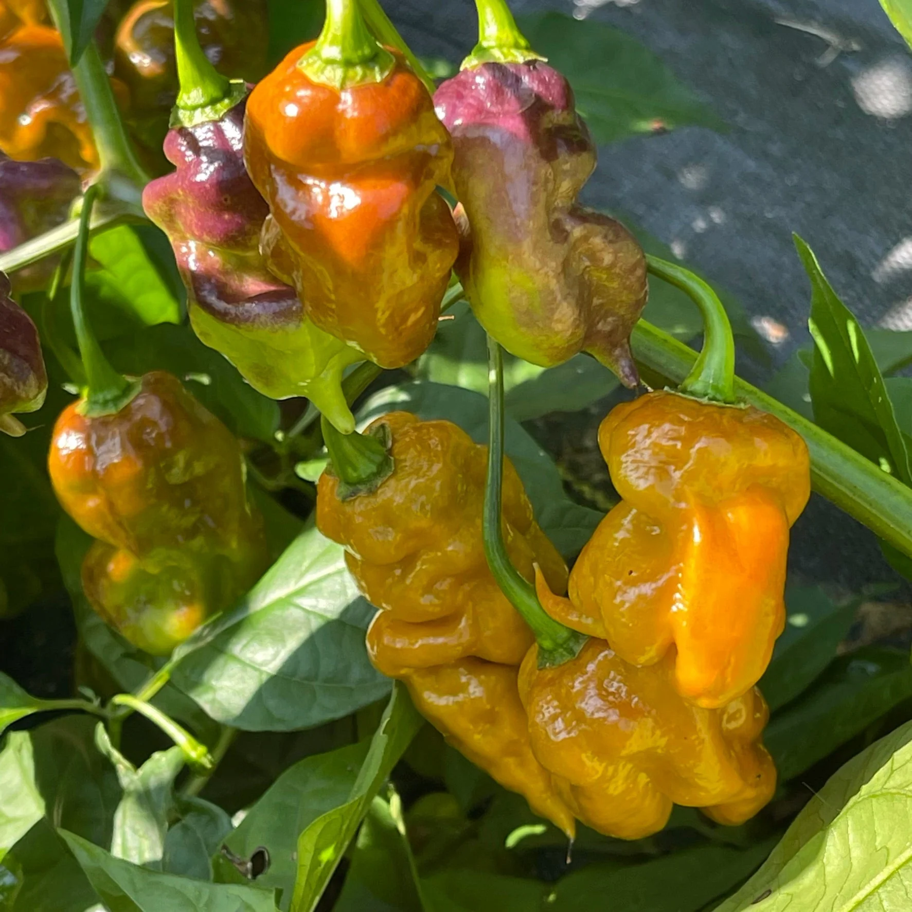 Flaming Nougat - Seeds - Image 6