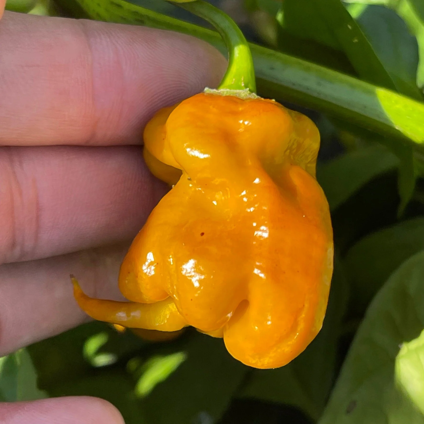 Flaming Nougat - Seeds - Image 7