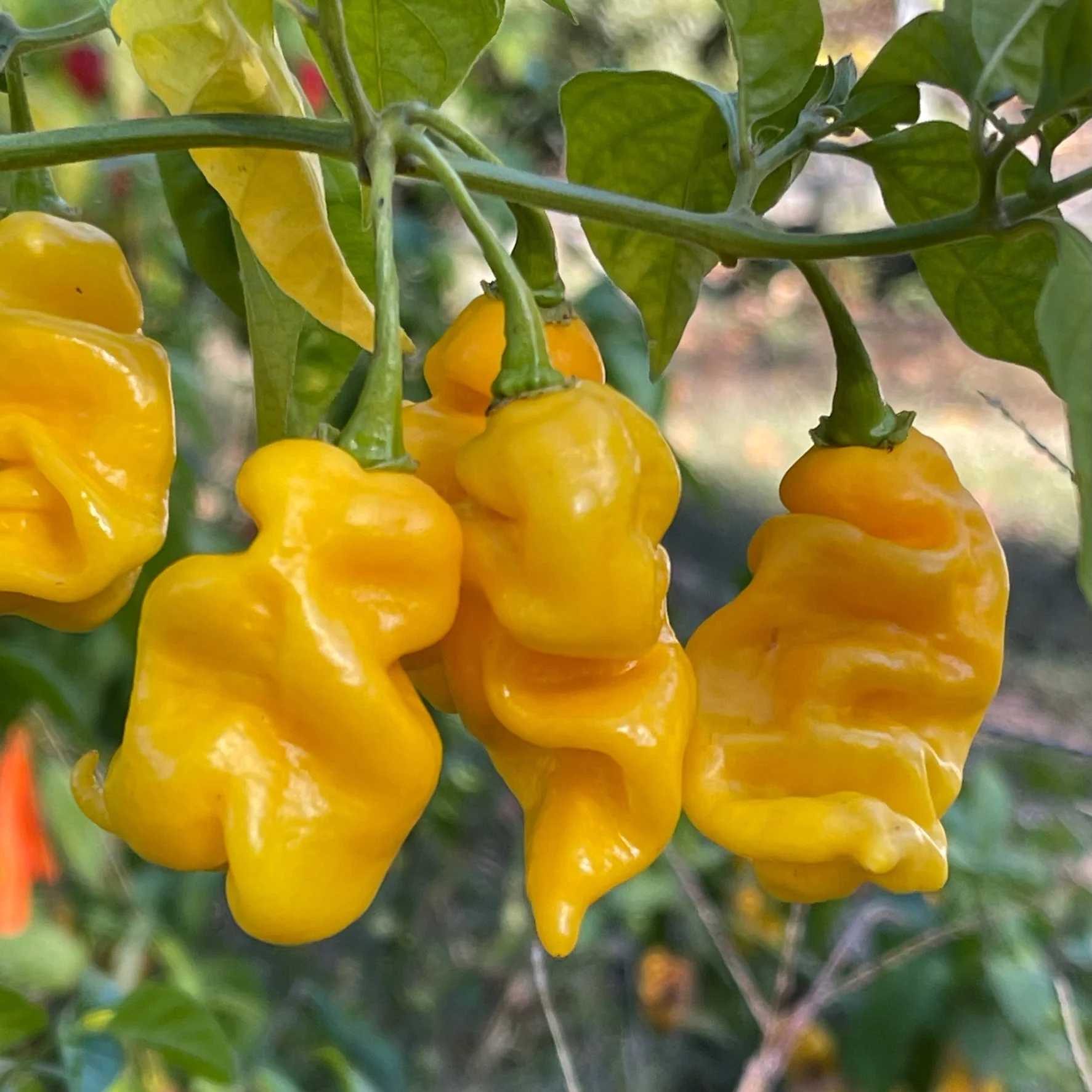 Fools Gold Scorpion - Seeds - Image 2