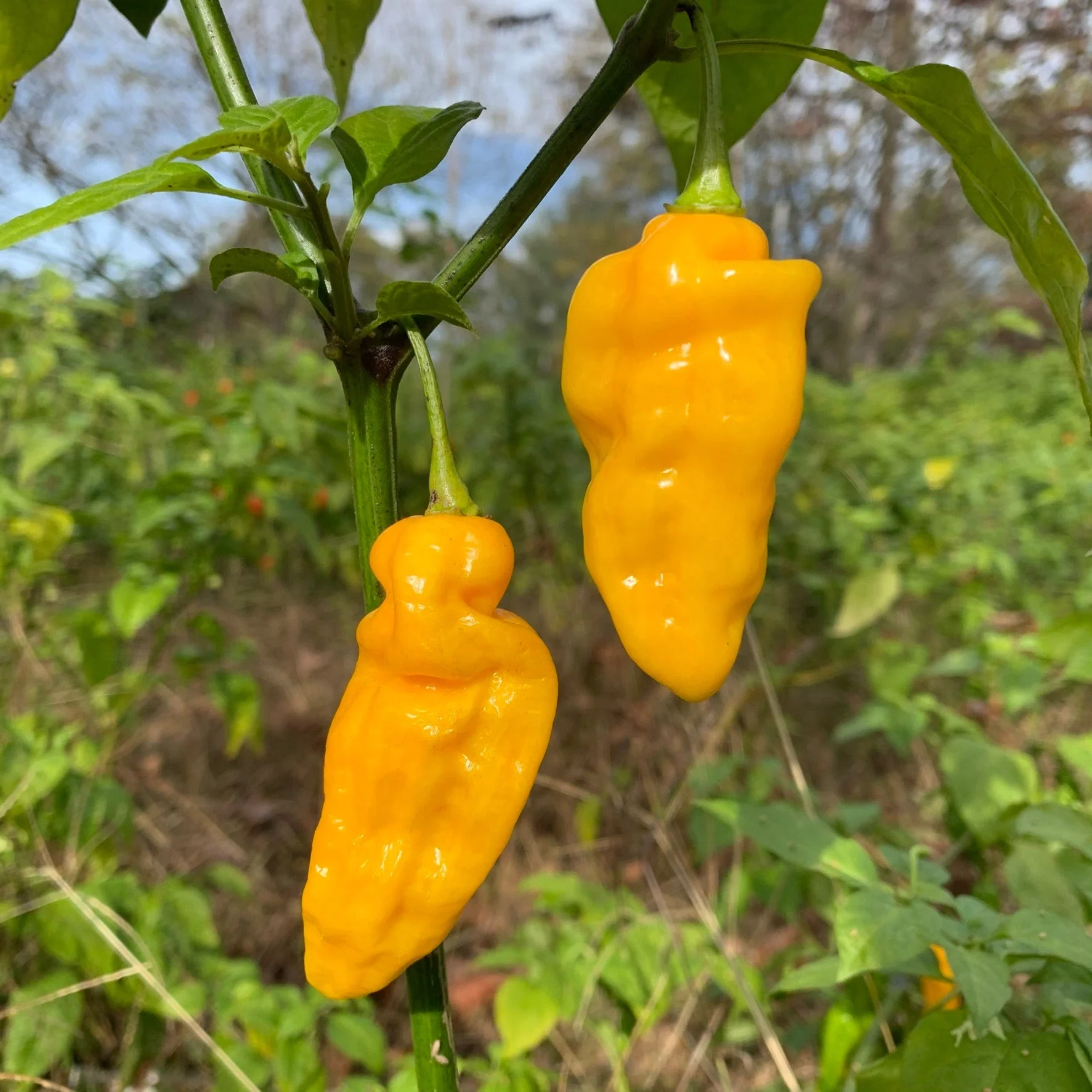 Fools Gold Scorpion - Seeds - Image 3
