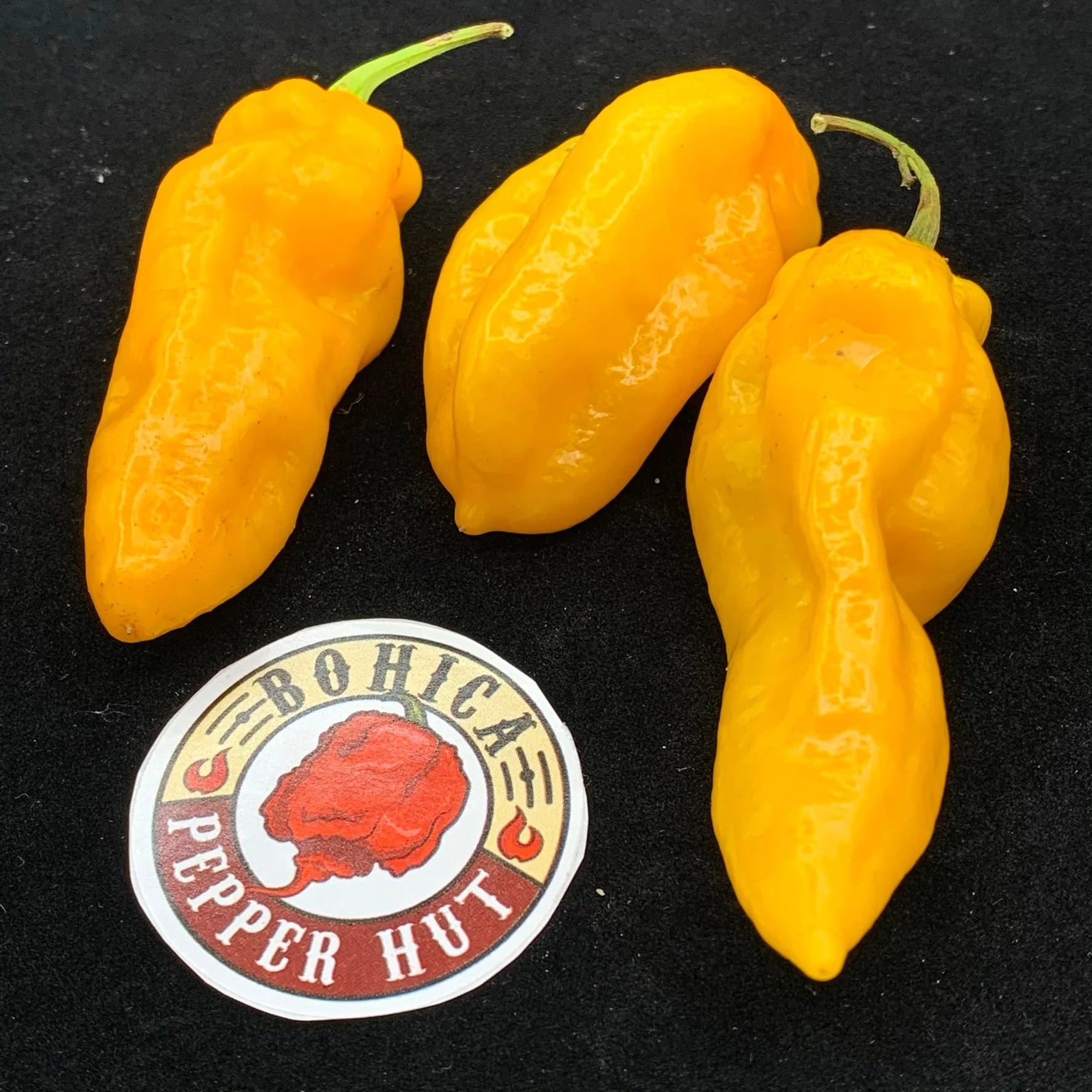 Fools Gold Scorpion - Seeds - Image 4