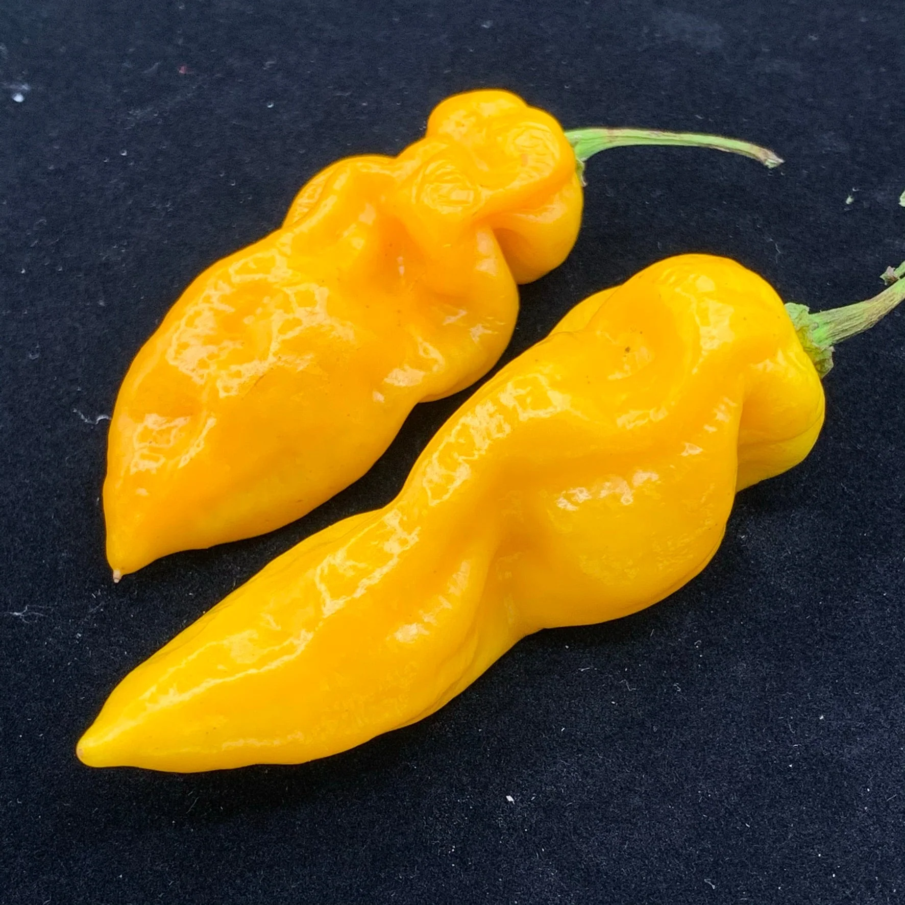 Fools Gold Scorpion - Seeds - Image 5