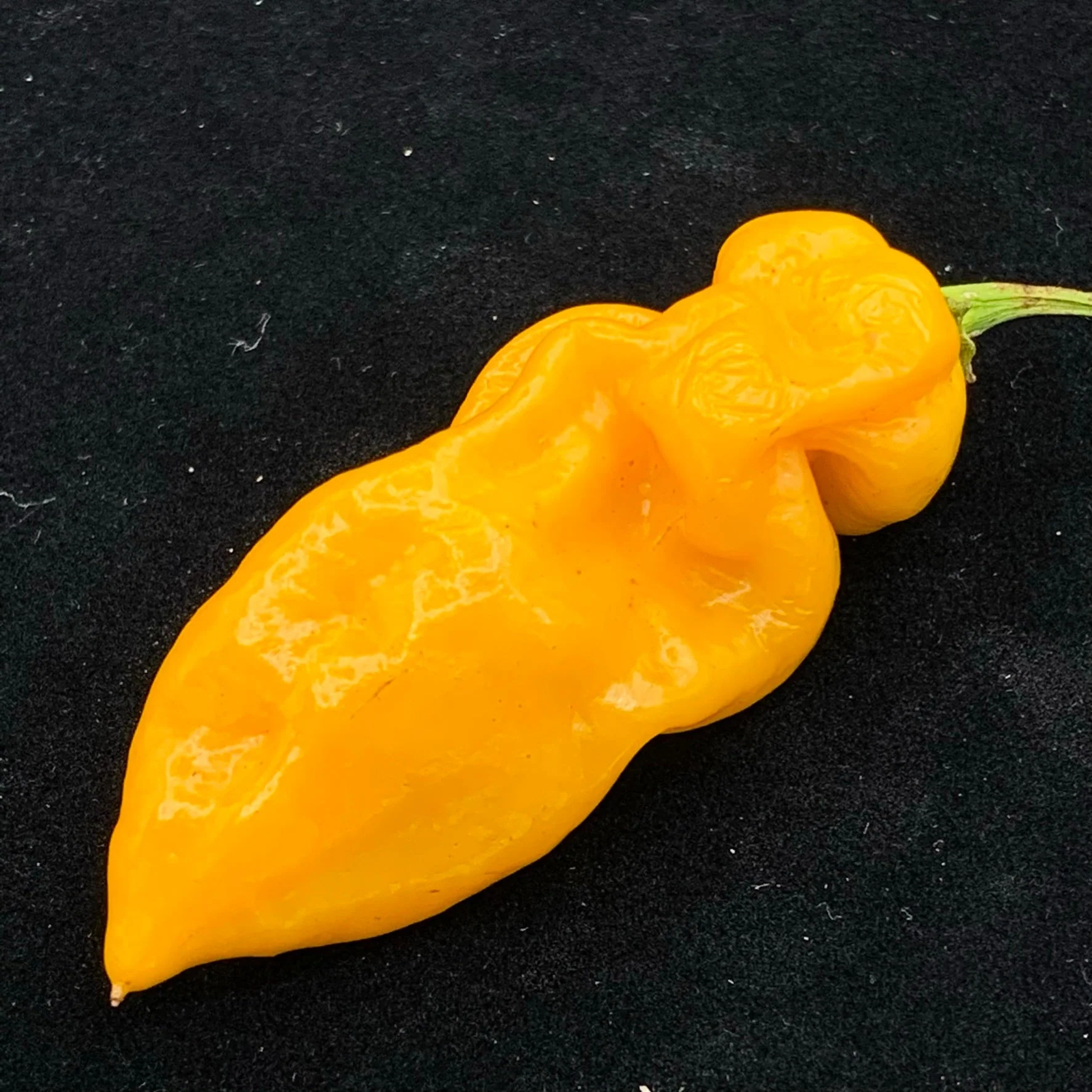 Fools Gold Scorpion - Seeds - Image 6