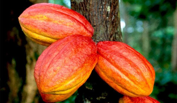 Forastero Cacao Chocolate Tree - Image 2