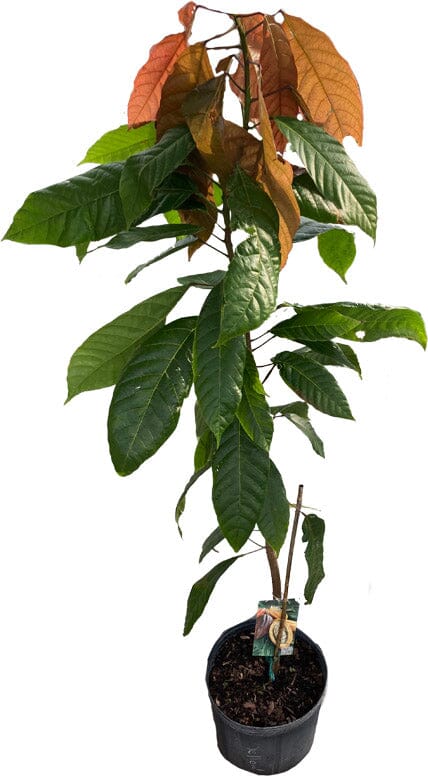 Forastero Cacao Chocolate Tree - Image 3