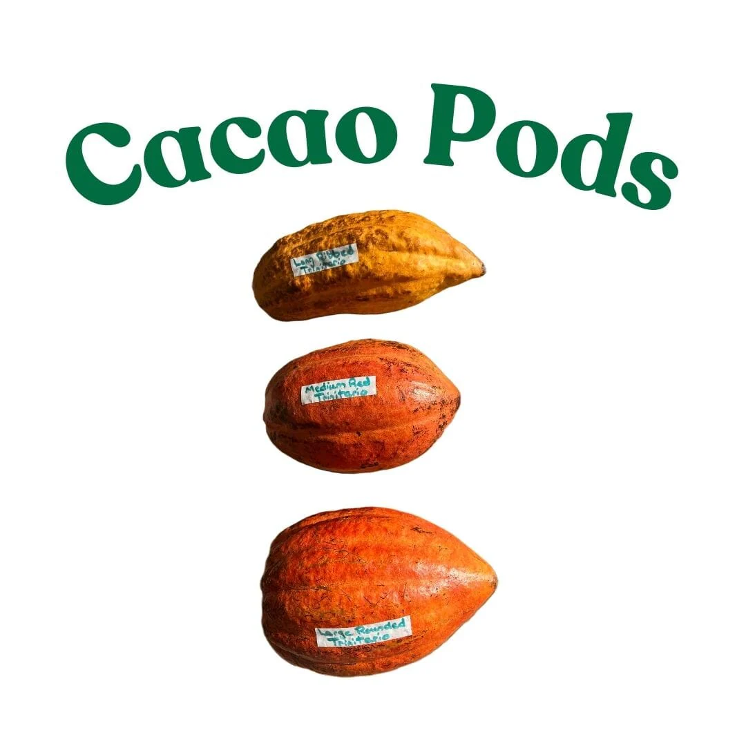 Forastero Cacao Chocolate Tree - Image 4